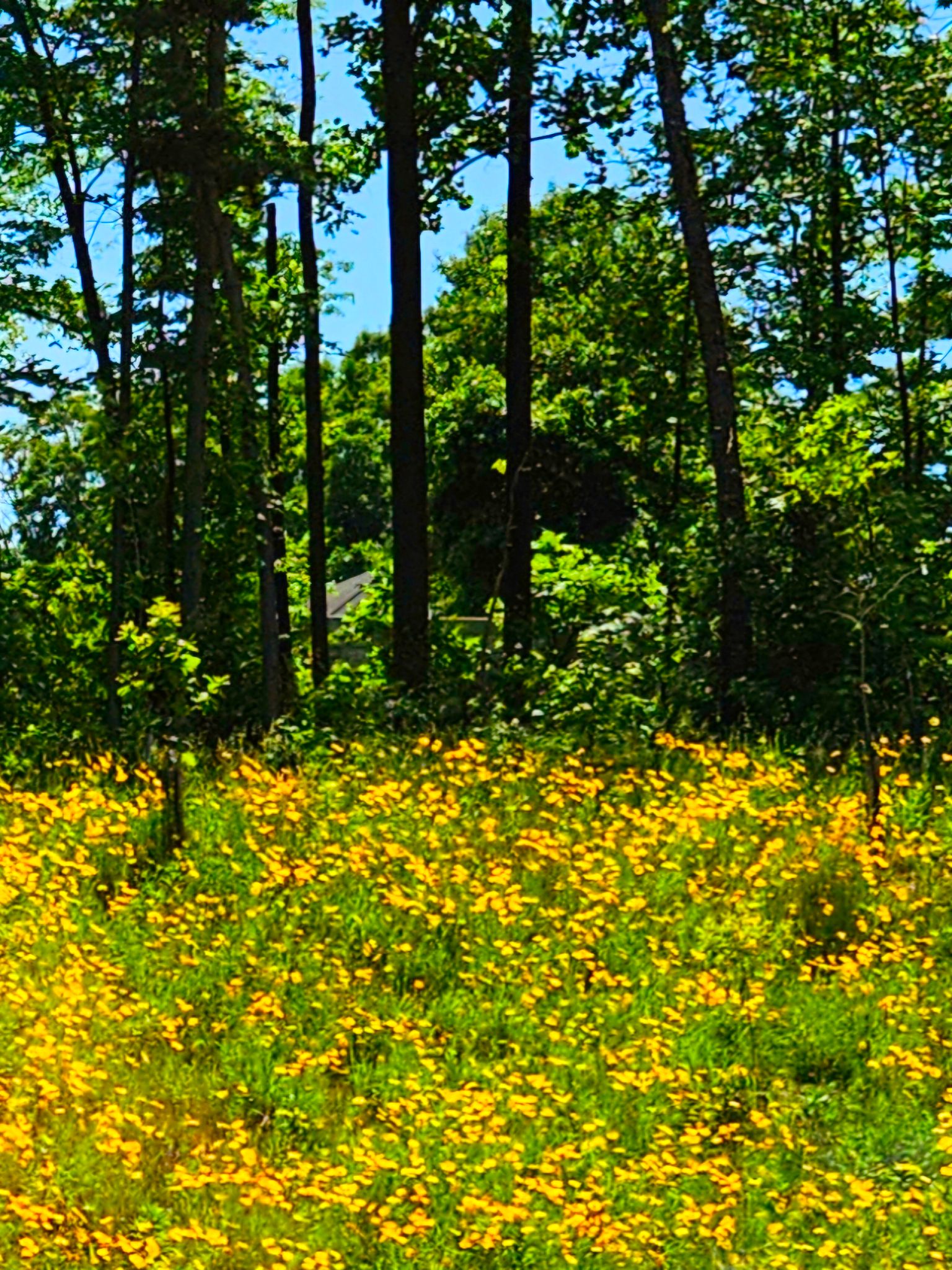 Community photo entitled Highway flowers by C. Gentile on 05/26/2024 at Maryland, USA