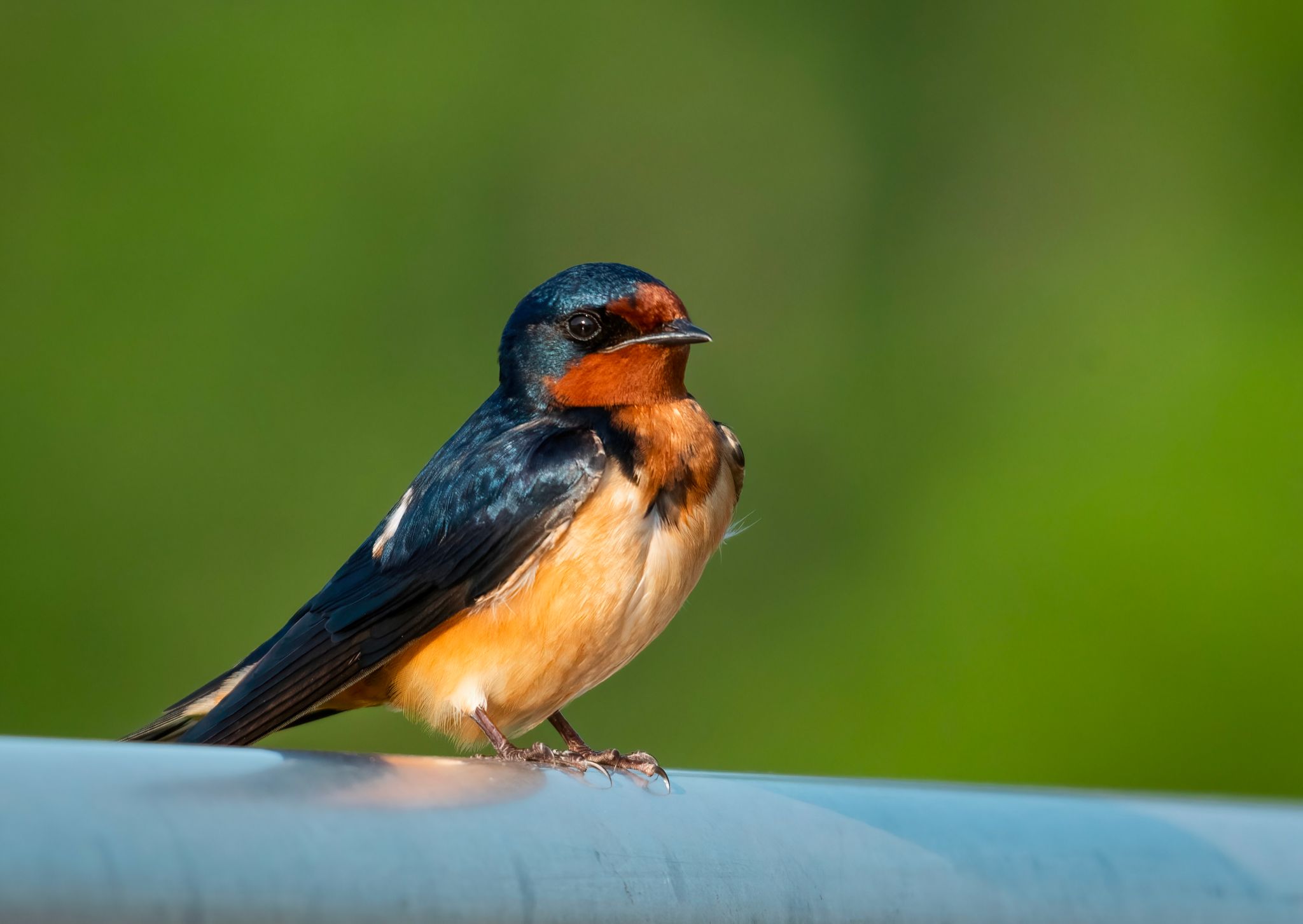 Community photo entitled Barn Swallow by Barry Medlin on 05/03/2024 at Reed Bingham State Park, GA