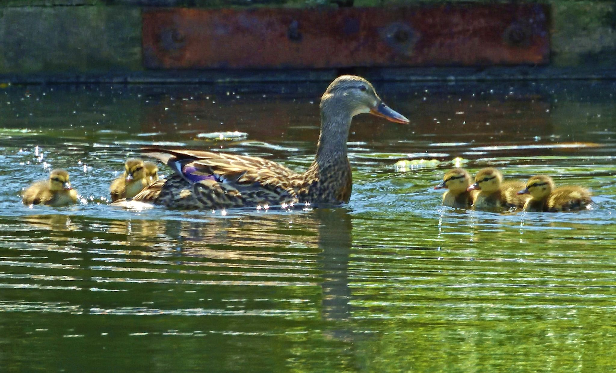 Community photo entitled Mallard Mom and Ducklings by Cecille Kennedy on 05/19/2024 at Lincoln City, Oregon