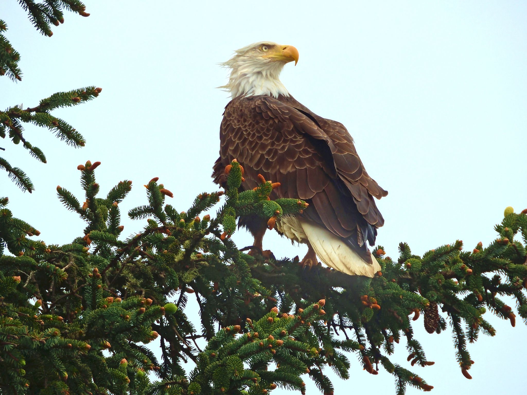 Community photo entitled Bald Eagle on Spruce Tree by Cecille Kennedy on 05/24/2024 at Oregon Coast, Oregon