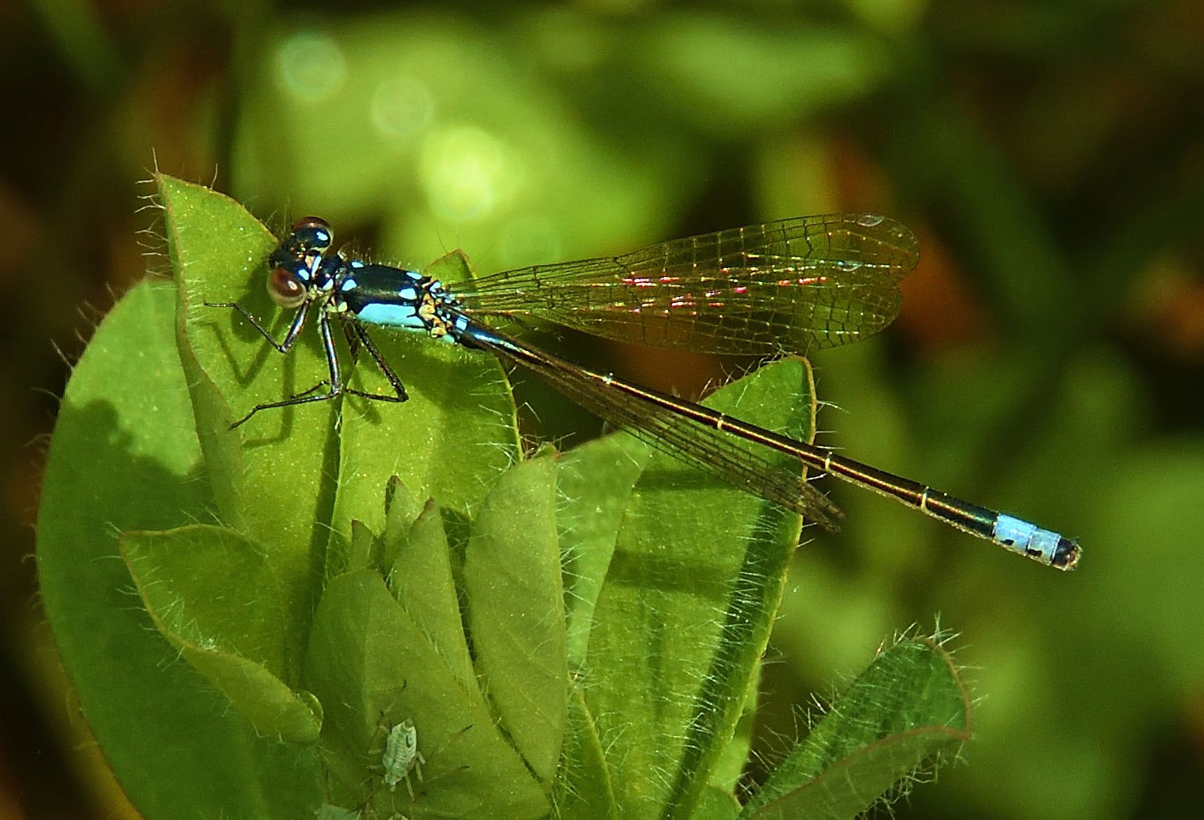 Community photo entitled Damselfly by Cecille Kennedy on 05/25/2024 at Lincoln City, Oregon
