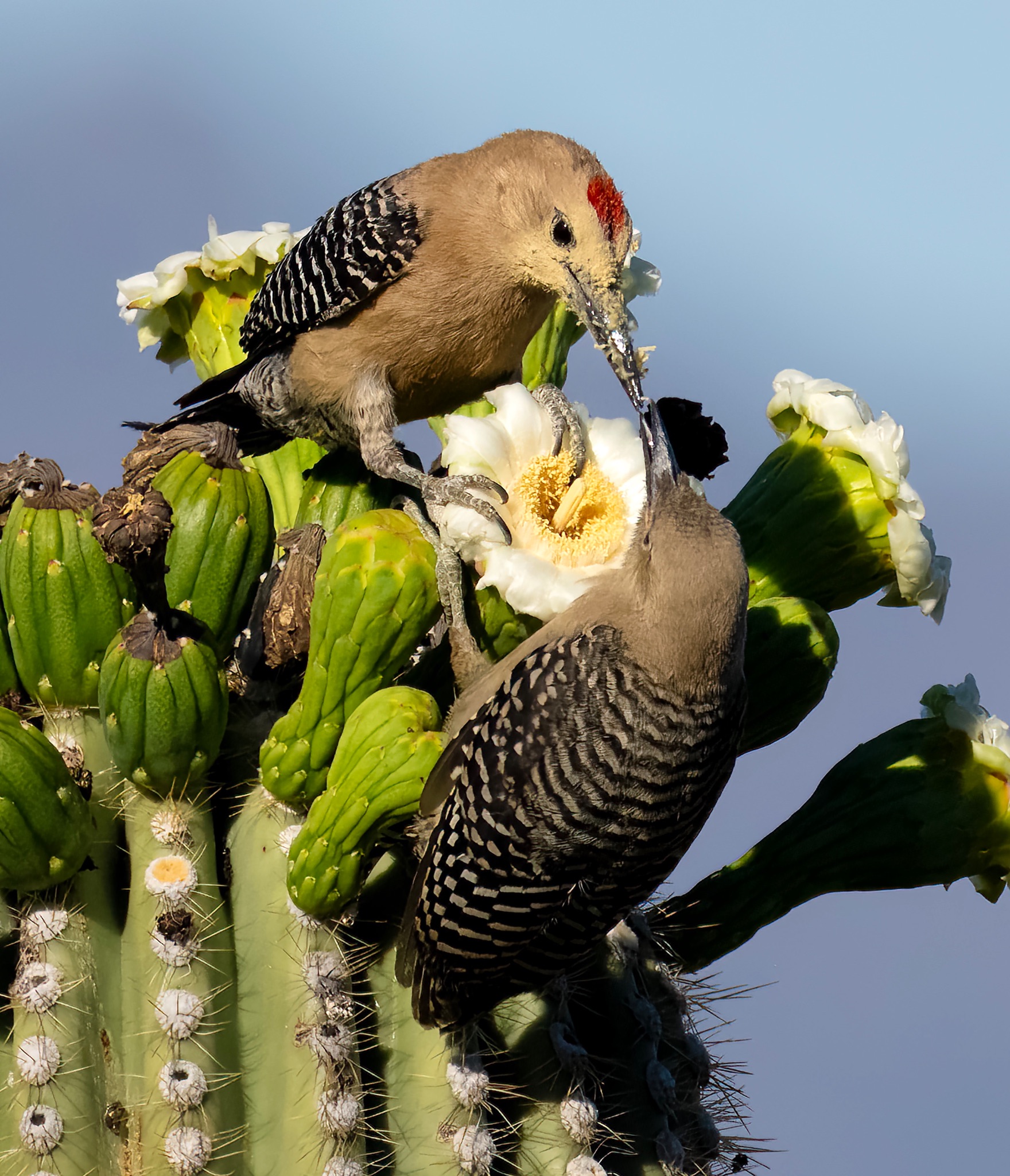 Community photo entitled Gila Woodpeckers pair bonding and feeding on Saguaro cactus flowers by Eliot Herman on 05/19/2024 at Tucson AZ