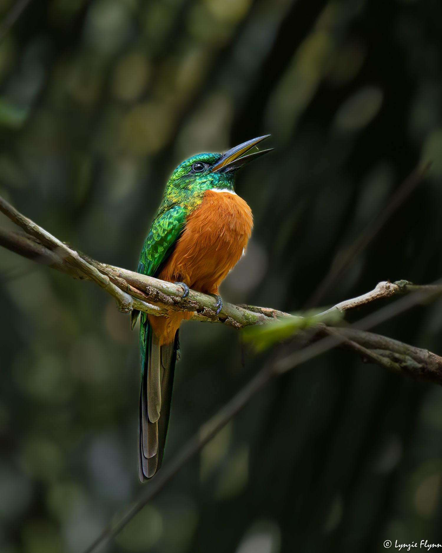 Community photo entitled Great Jacamar by Lynzie Flynn on 04/16/2024 at Panama City, Panama