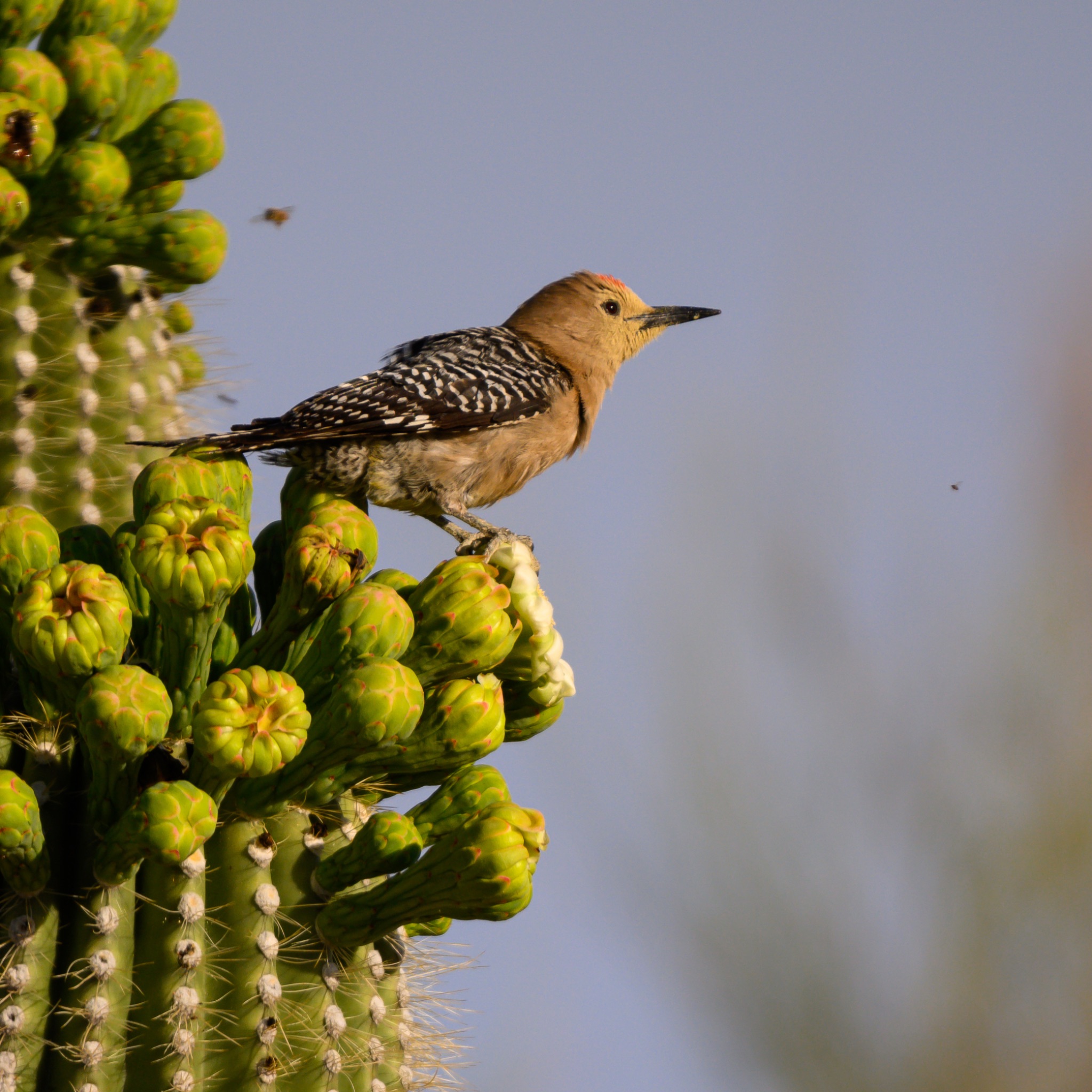Community photo entitled Pima Woodpecker on Saguaro Cactus by Ron Andersen on 05/05/2024 at Wickenburg, Arizona, USA