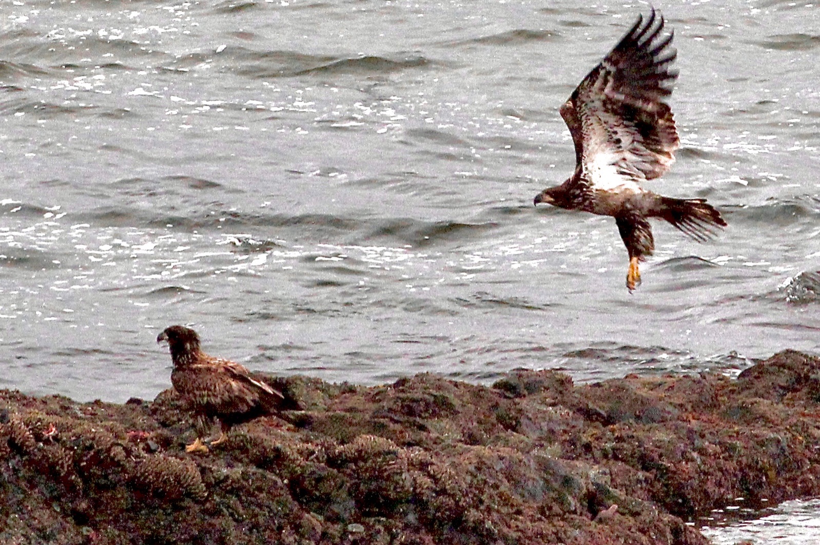 Community photo by Clifford Bidgood | Sea Rose Beach Oregon