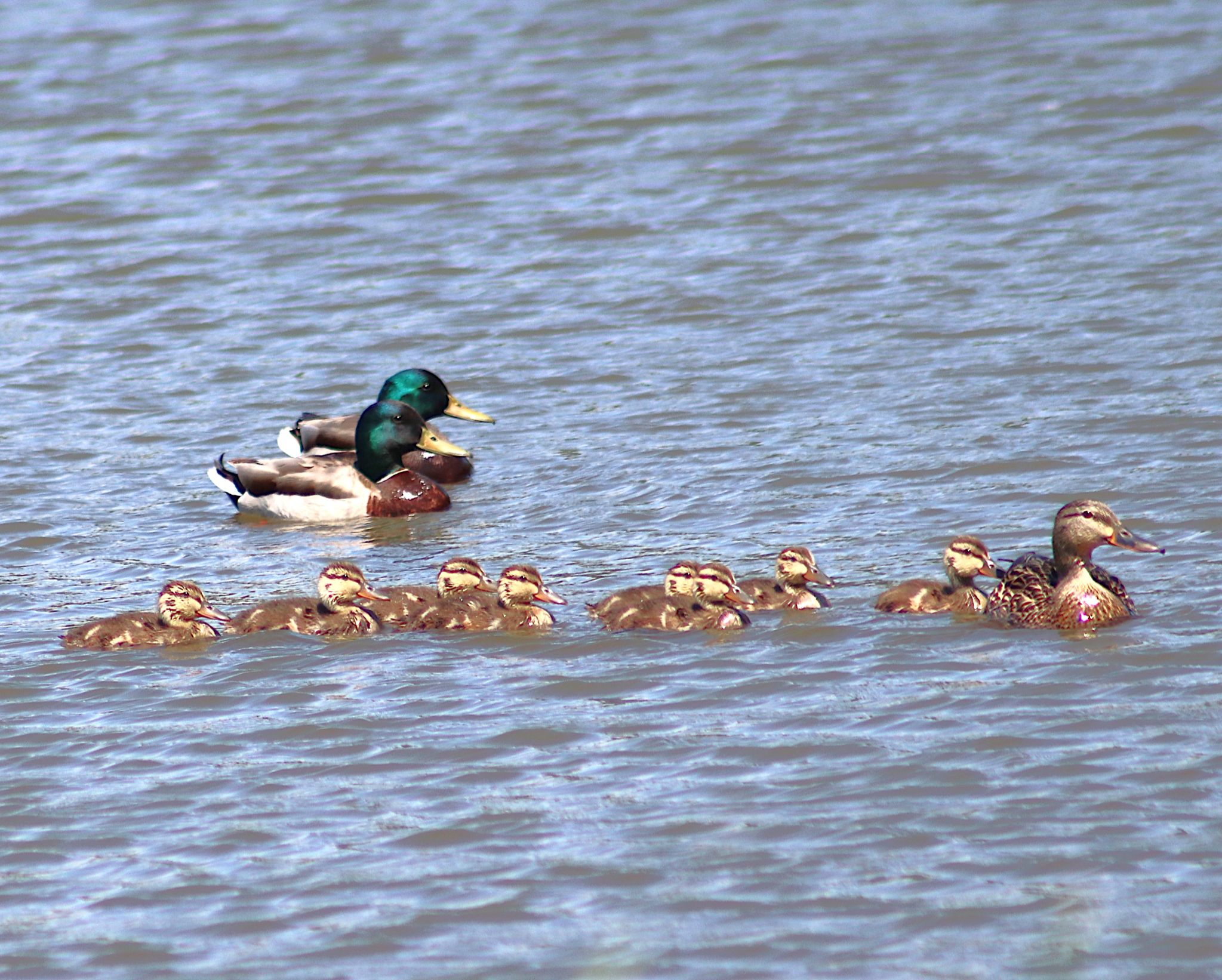 Community photo entitled A wonderful day for a swim by Randy Strauss on 05/25/2024 at Walnut Creek Lake, Nebraska