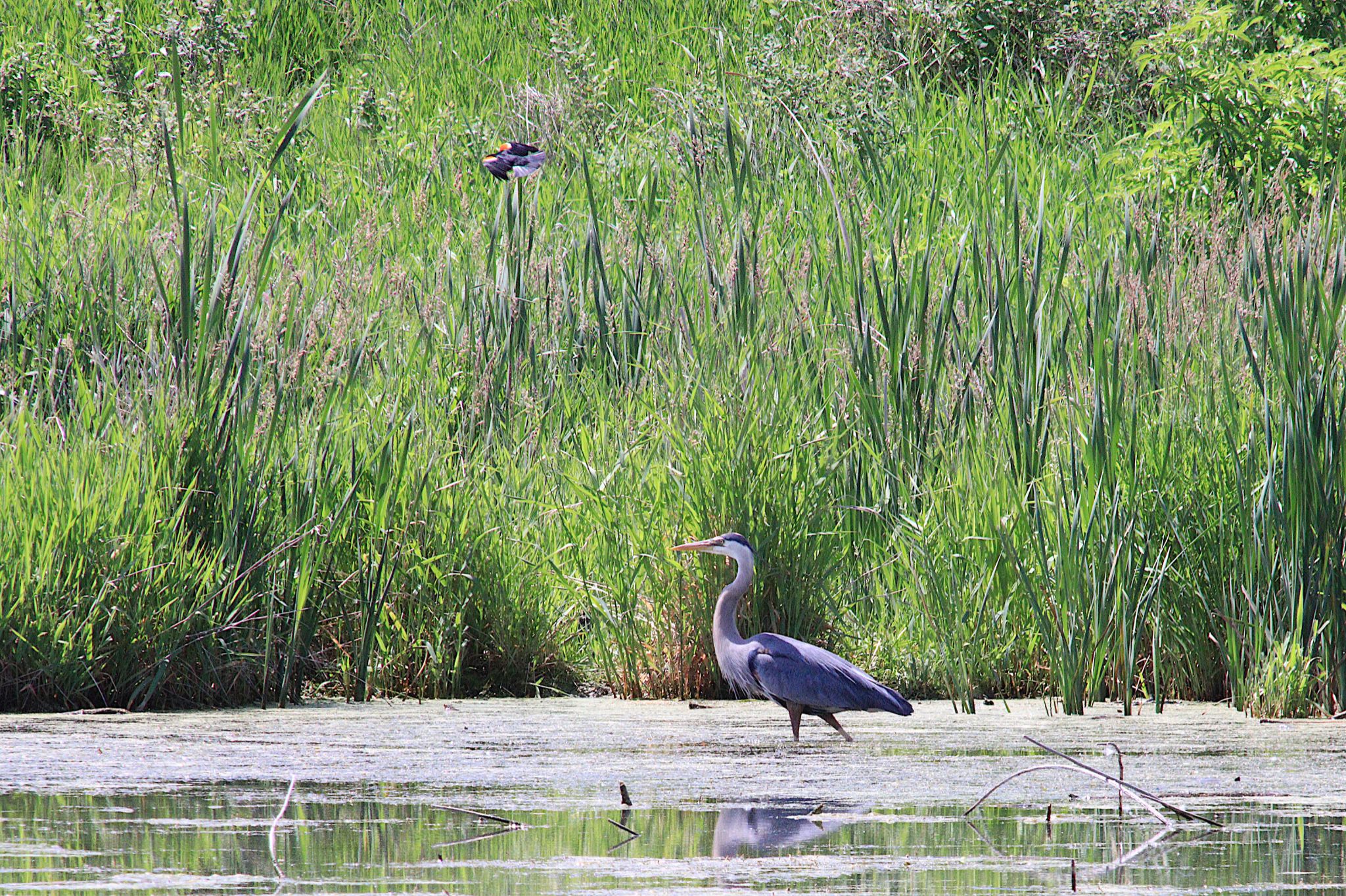 Community photo by Randy Strauss | Walnut Creek Lake, Nebraska