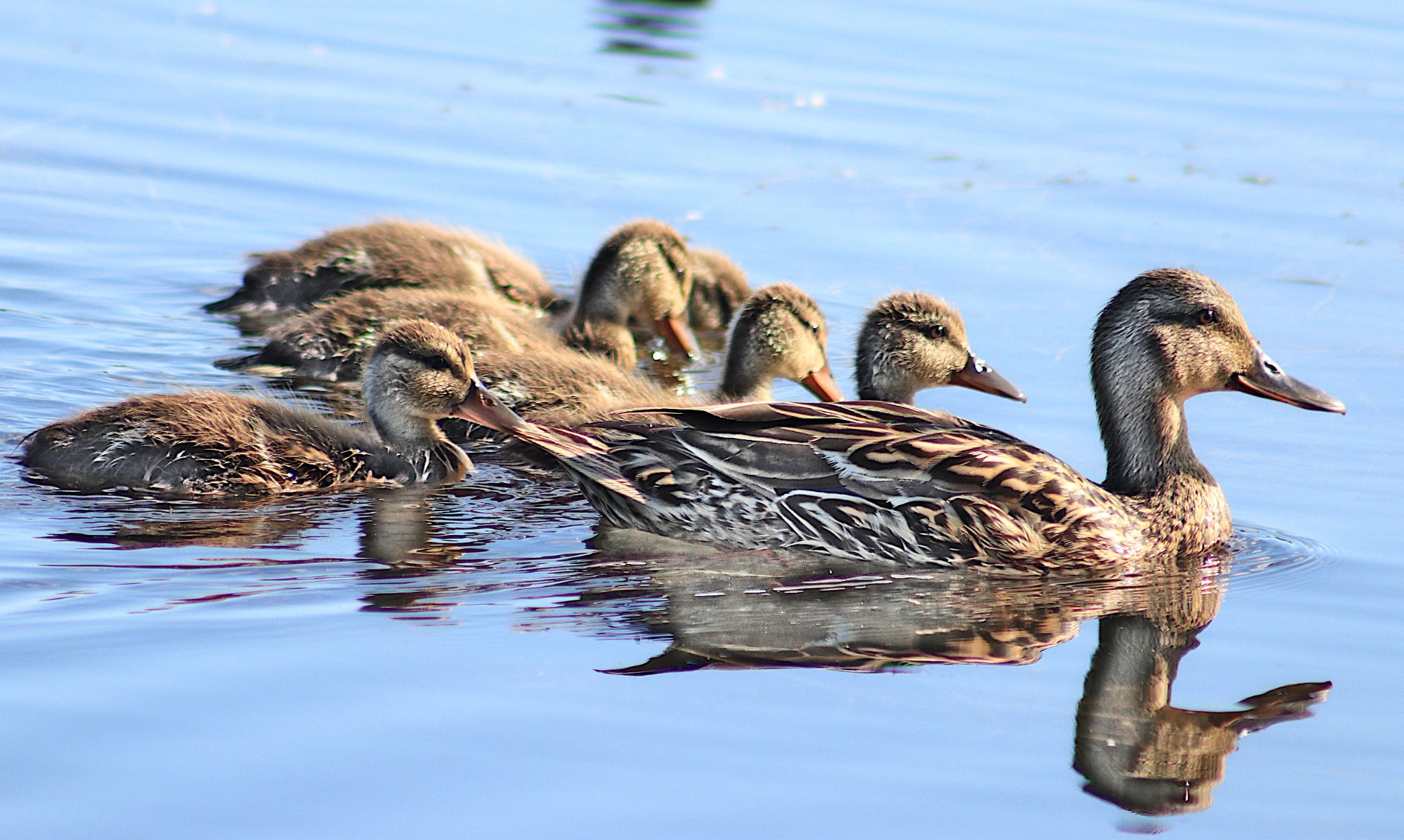 Community photo by Randy Strauss | Walnut Creek Lake, Nebraska