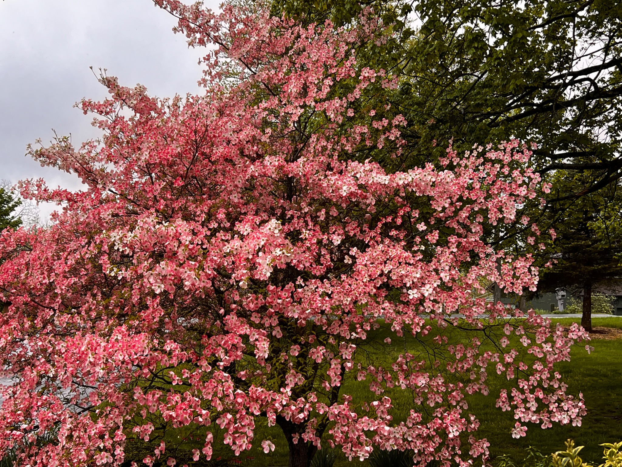 Community photo entitled Pink Dogwood by Sudhir Sharma on 05/05/2024 at Stormville, NY