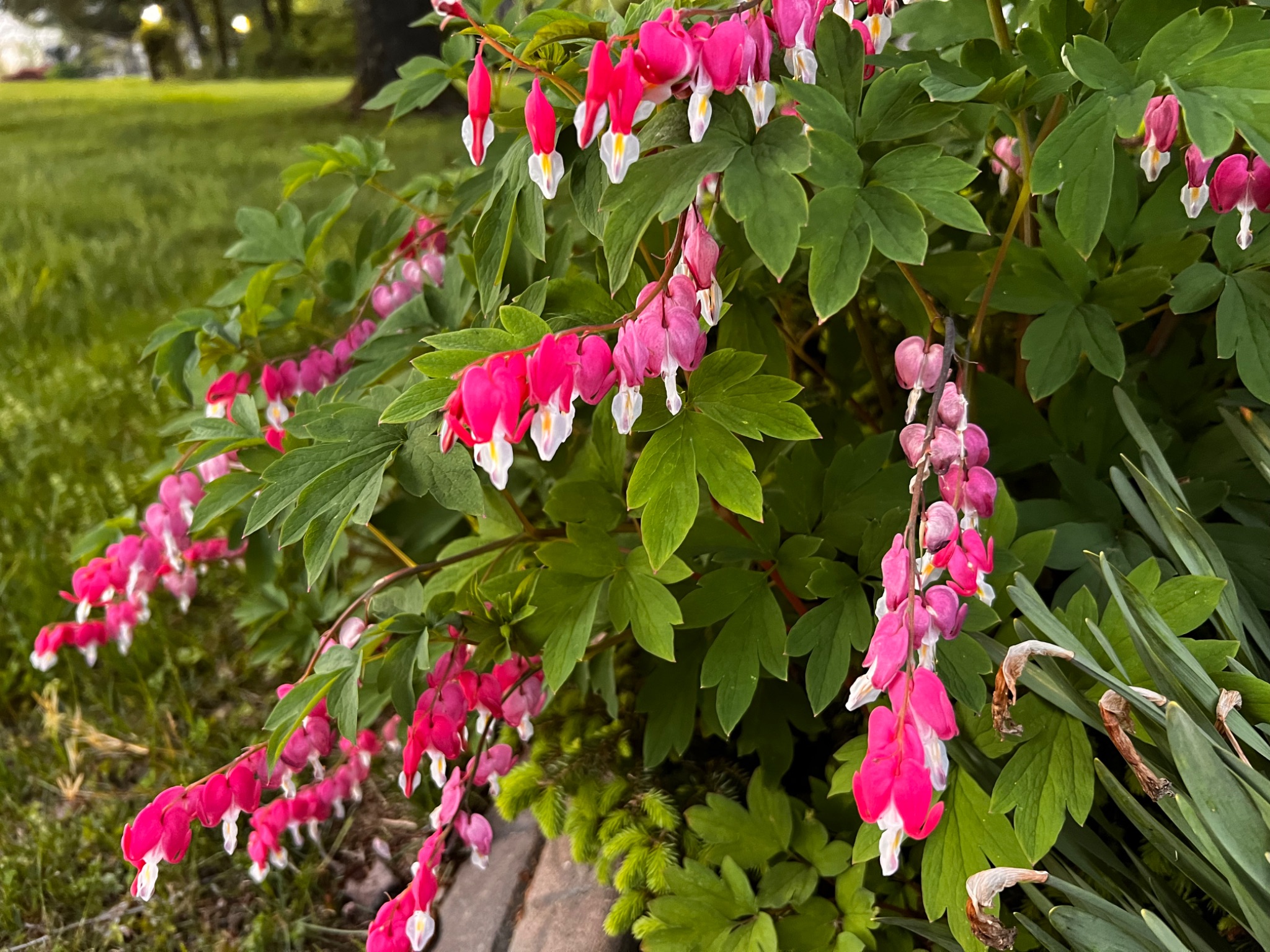 Community photo entitled Bleeding Hearts by Sudhir Sharma on 05/08/2024 at Stormville, NY