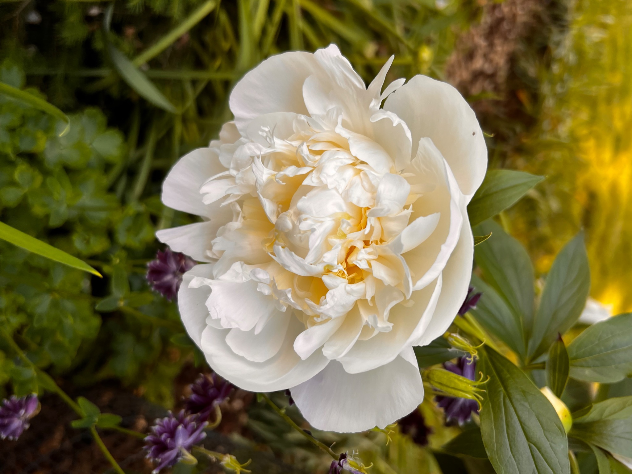 Community photo entitled White Peony Flower by Sudhir Sharma on 05/25/2024 at Stormville, NY