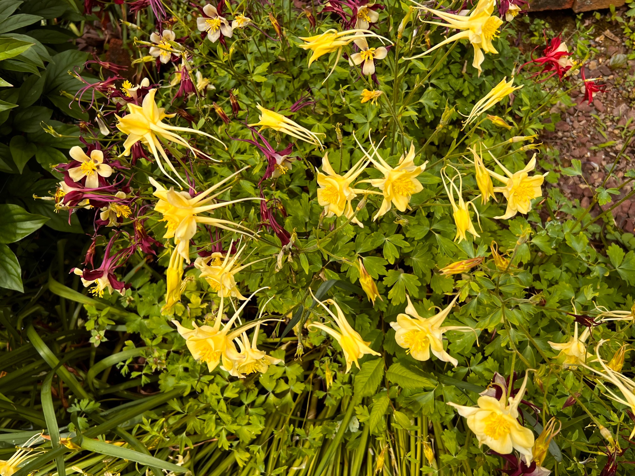 Community photo entitled Yellow(Golden) Columbines by Sudhir Sharma on 05/27/2024 at Stormville, NY