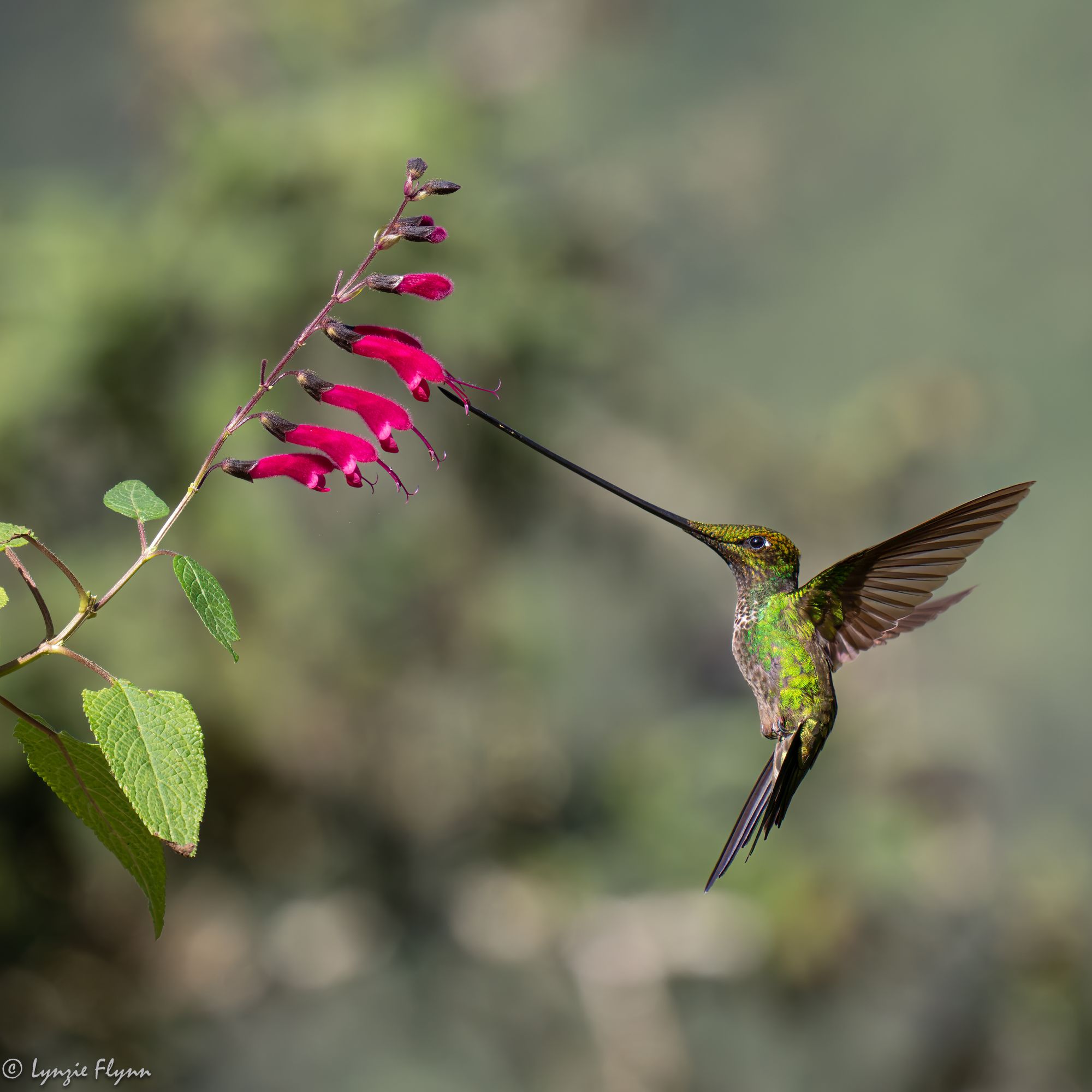 Community photo entitled Sword-billed Hummingbird by Lynzie Flynn on 04/18/2024 at Ecuador