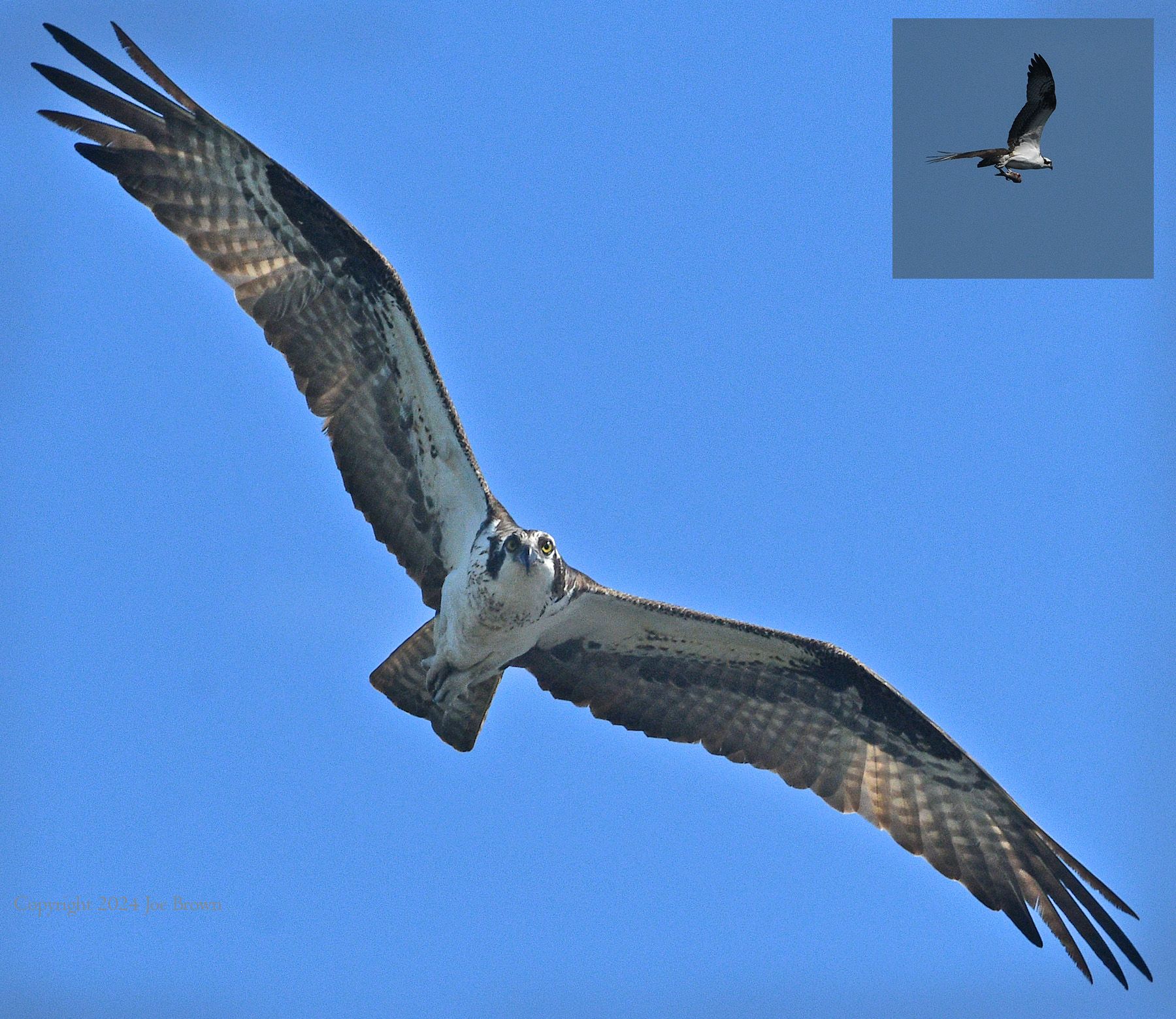 Community photo entitled Osprey Hunting by Joe Brown on 05/14/2024 at Winchester Massachusetts USA