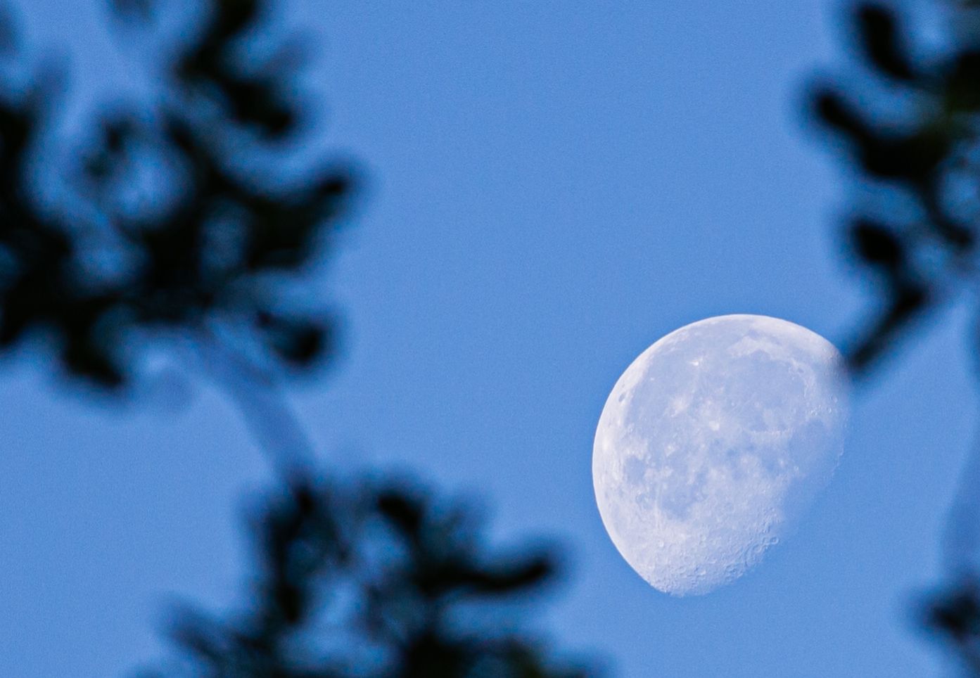 Community photo entitled Moon trying to hide behind tree. by Maria Cruz on 06/26/2024 at South China, Maine, USA