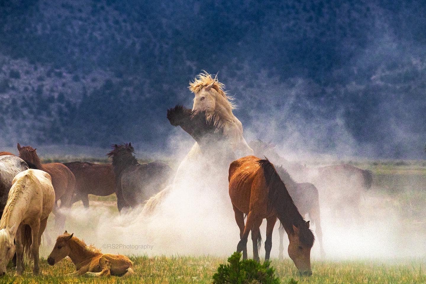 Community photo entitled Mustang vs Mustang by Ross Stone on 06/17/2024 at Adobe Valley, CA, USA