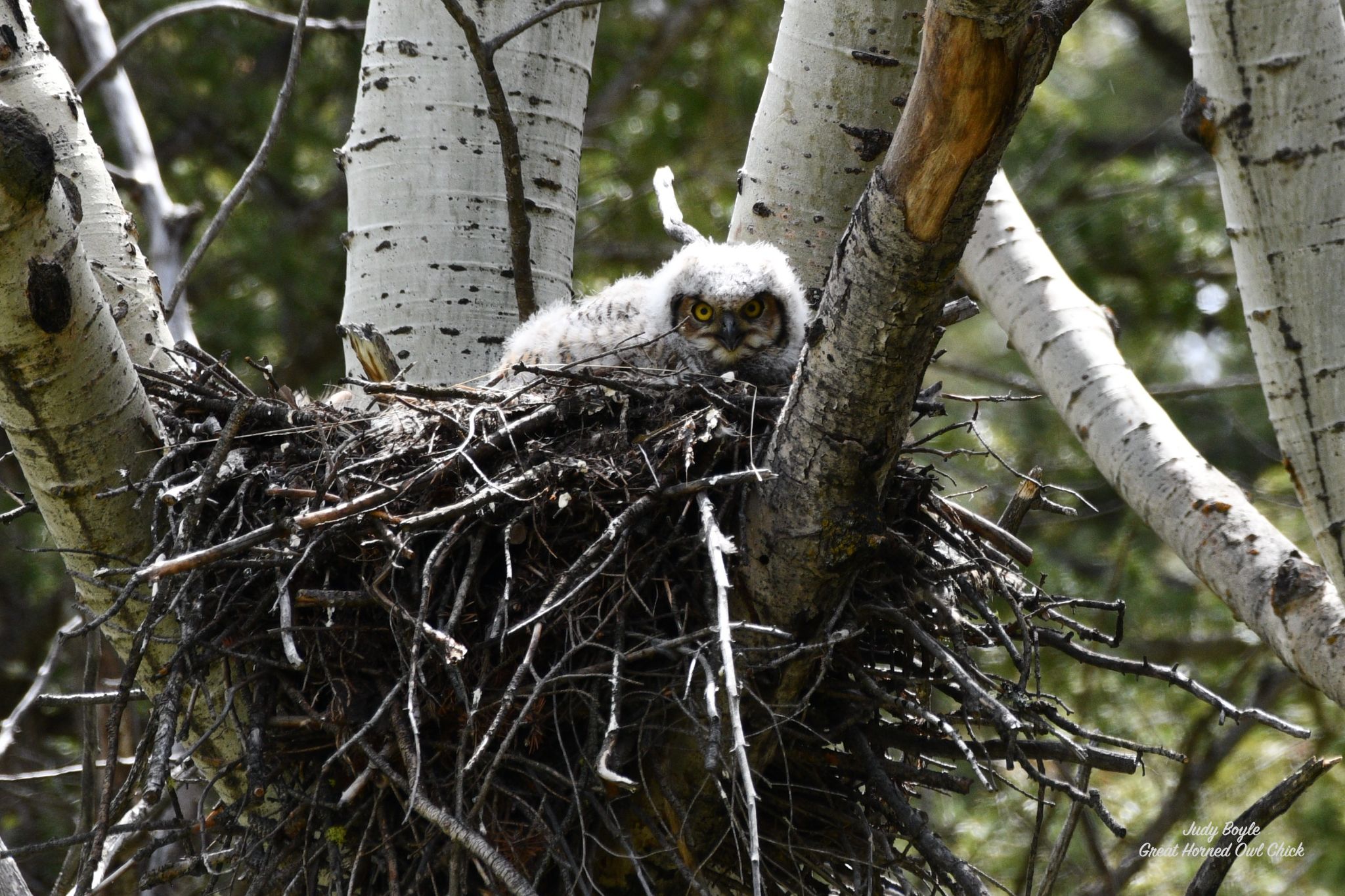 Community photo by Judy Boyle | Whitehall, Montana