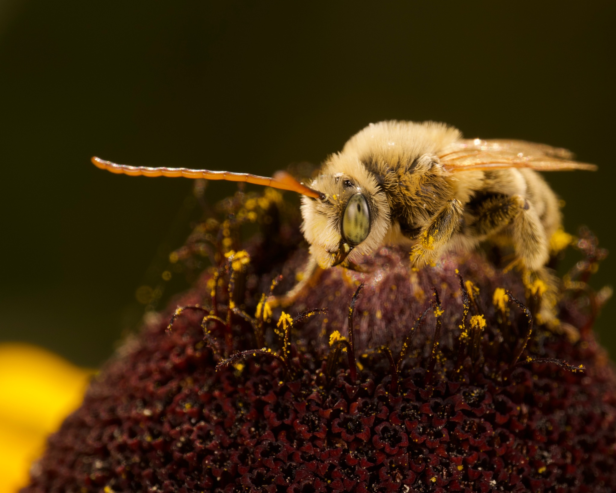 Community photo entitled Long-horned bee on black-eyed susan by Lu Young on 06/24/2024 at Sacramento, California, US