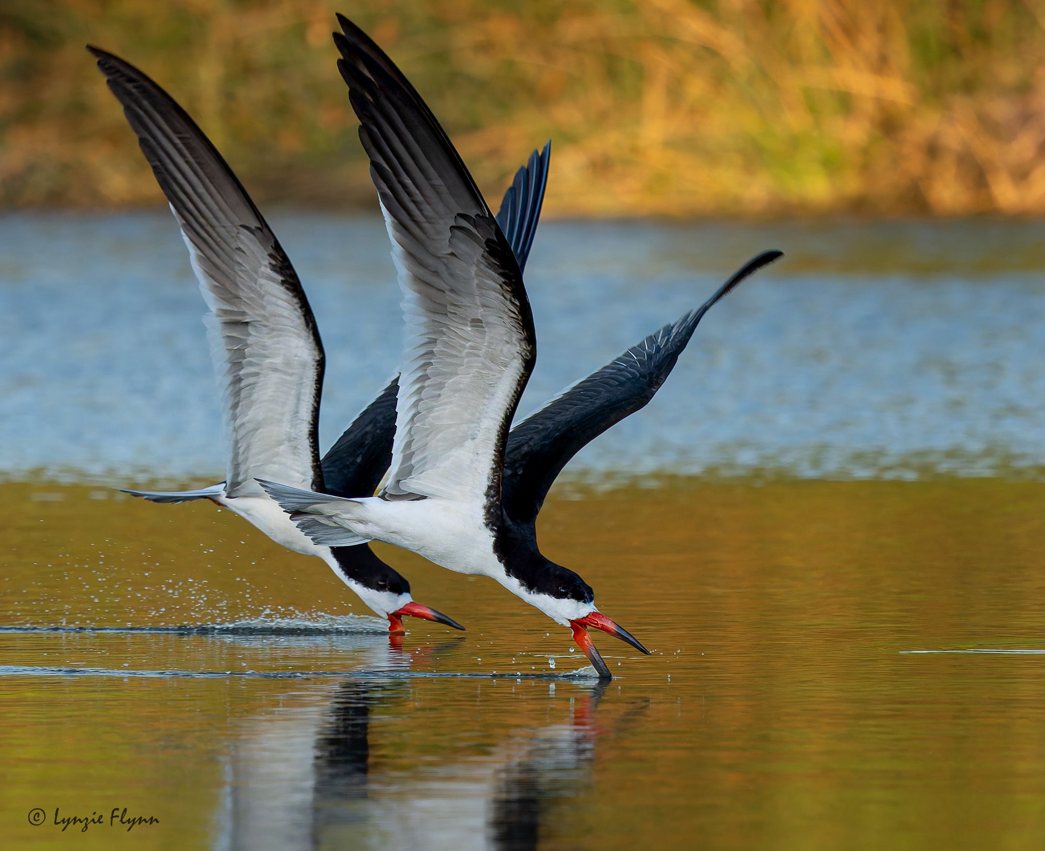 Community photo entitled Skimming in Synchrony by Lynzie Flynn on 06/24/2024 at Irvine, CA, USA