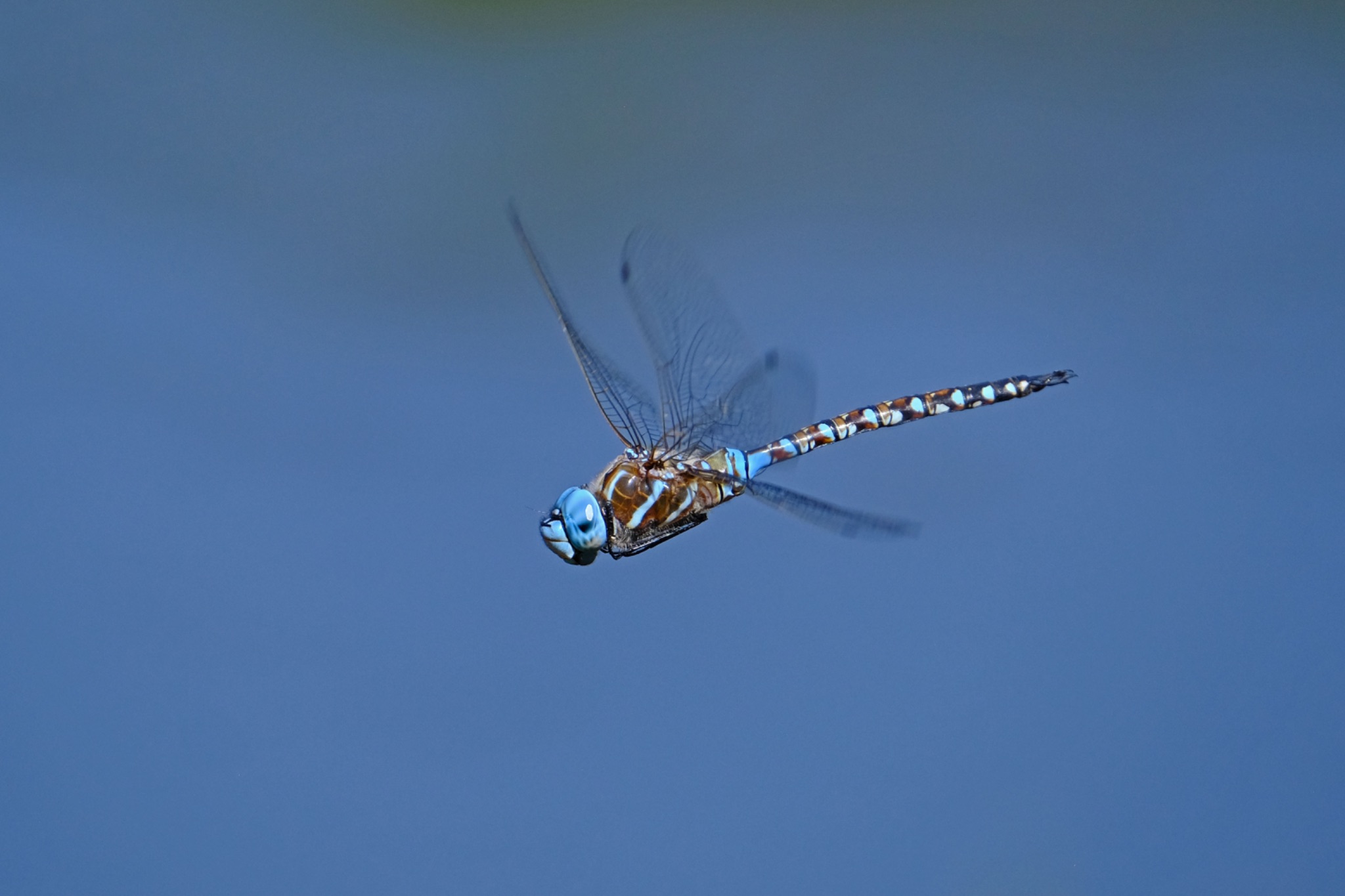 Community photo entitled Blue-eyed Darner Dragonfly by Rick Bellows on 06/18/2024 at Las Animas County, Colorado, USA