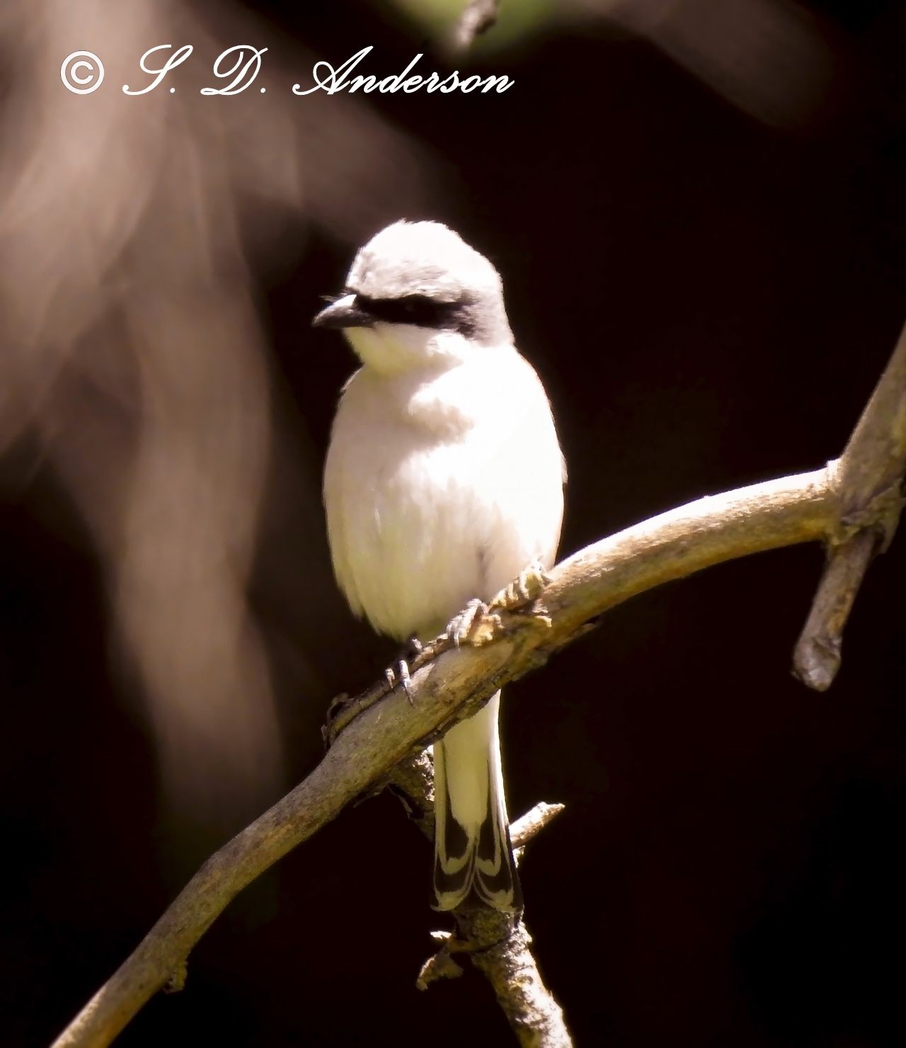 Community photo entitled Red-backed shrike by Samantha Anderson on 06/19/2024 at Bulgaria