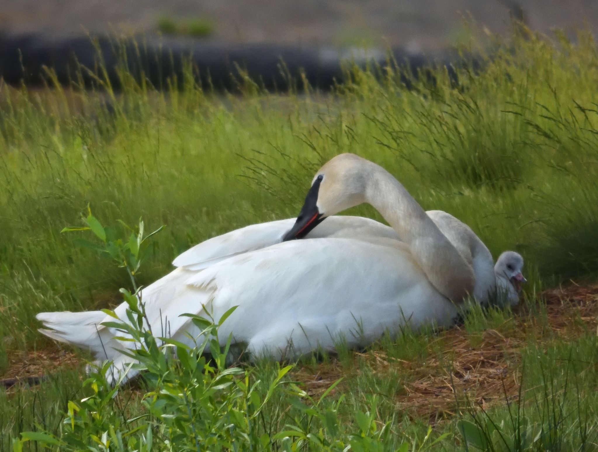 Community photo entitled Sleepy Cygnet With Parent Swan by Cecille Kennedy on 06/08/2024 at Sunriver, Oregon
