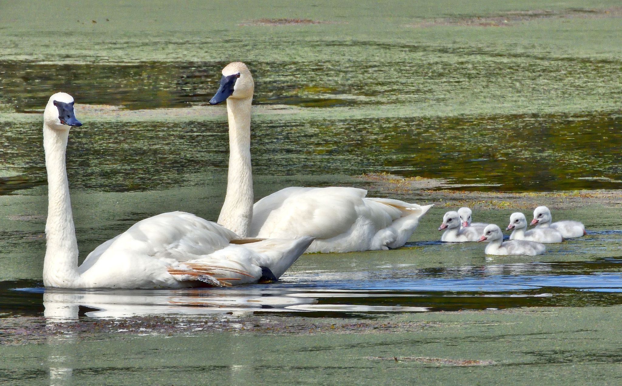 Community photo entitled Trumpeter Swan Family by Cecille Kennedy on 06/09/2024 at Sunriver, Oregon