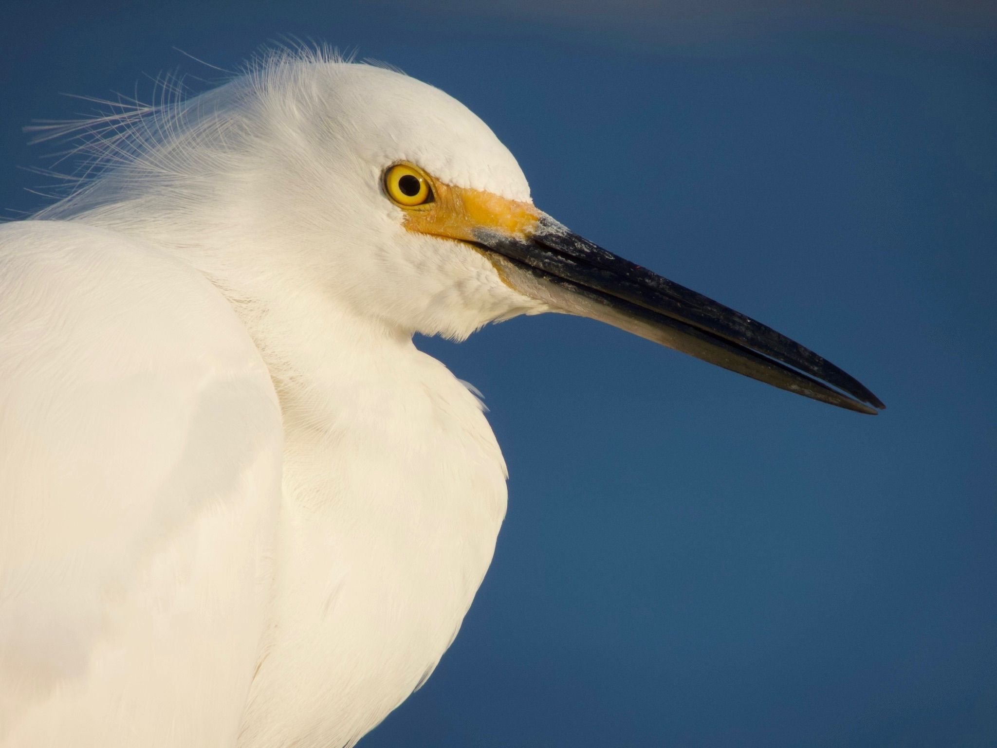 Community photo entitled Ormond Egret by Alyssa Michaud on 06/13/2024 at Ormond Beach, Florida