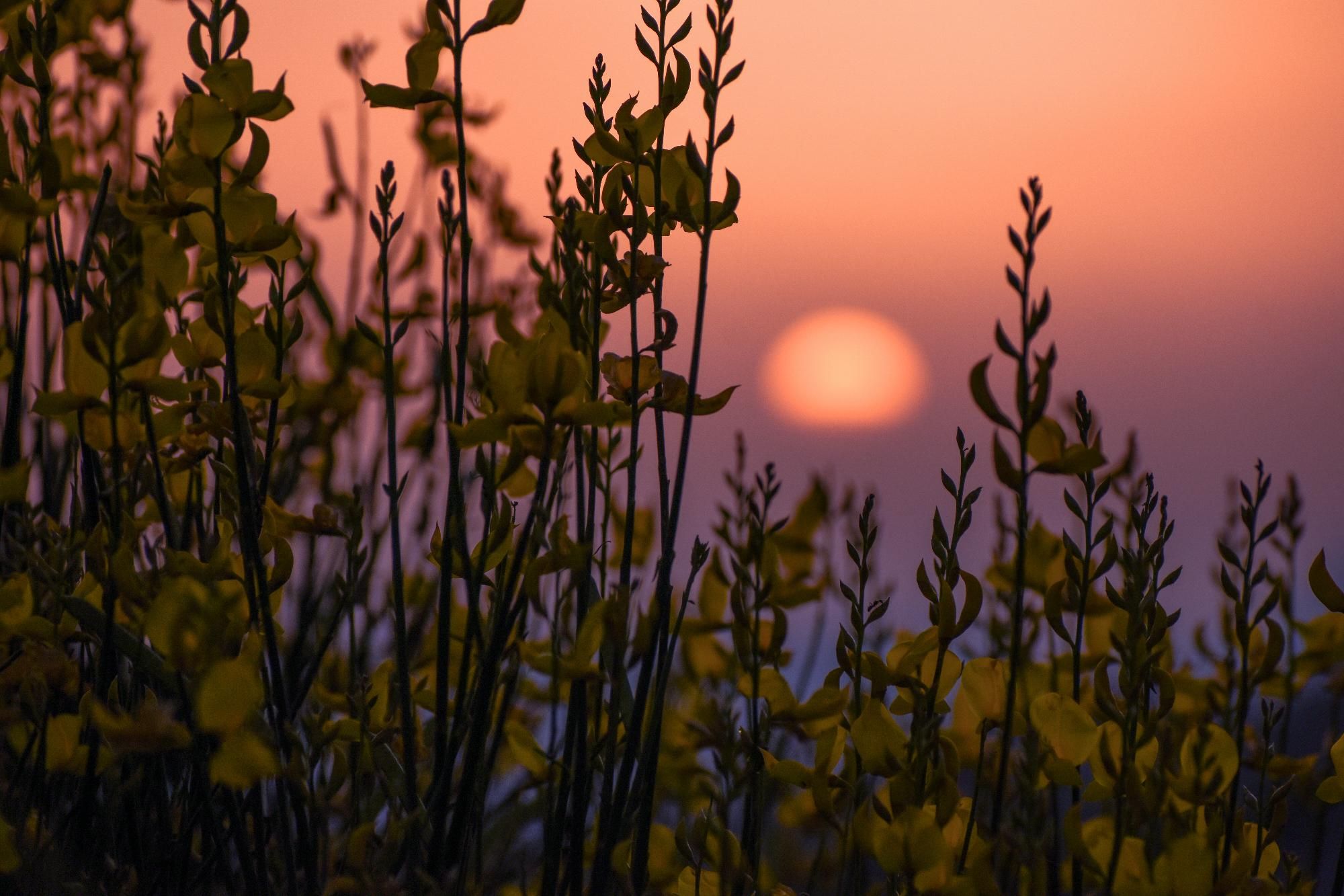 Community photo entitled Blurred summer sunset by Teresa Molinaro on 06/25/2024 at Madonie Park, Siciliy, Italy