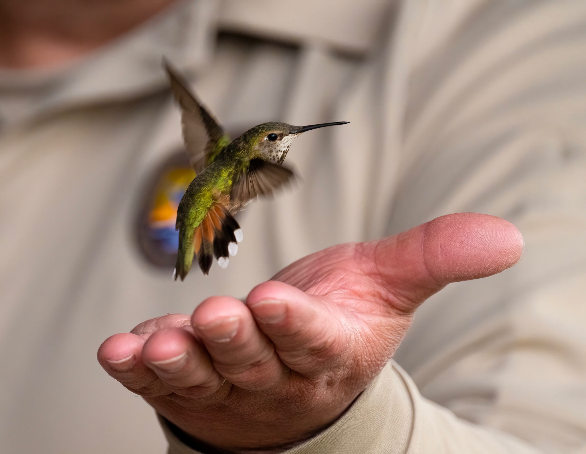 Community photo entitled Release of female Rufous hummingbird by Eliot Herman on 06/01/2024 at Alaska Wildlife Center