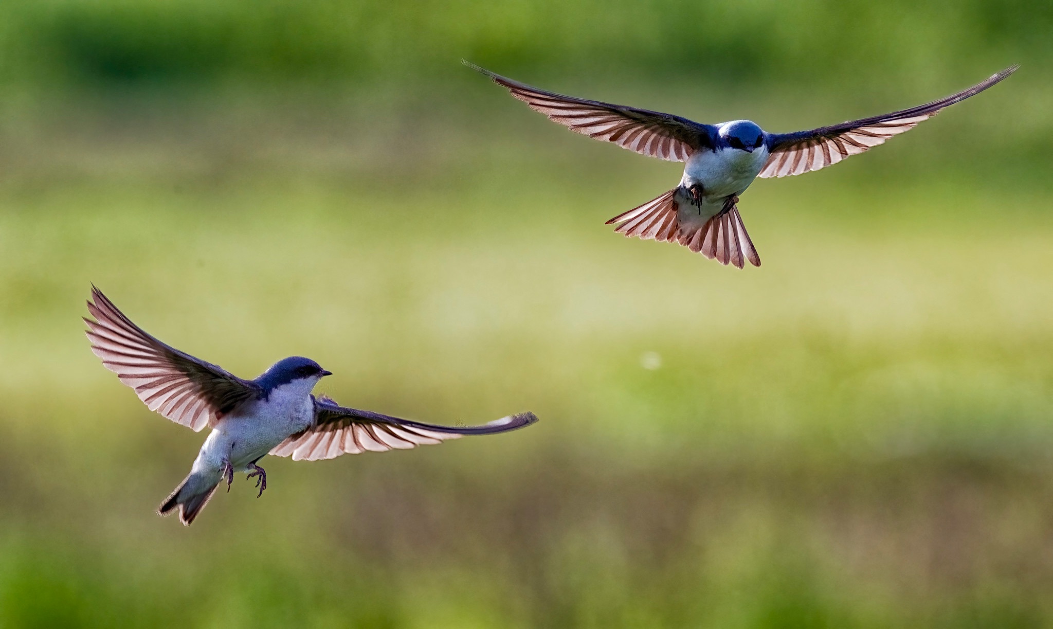 Community photo entitled Tree Swallows In Morning Light by Eliot Herman on 06/27/2024 at Potter's Marsh Anchorage