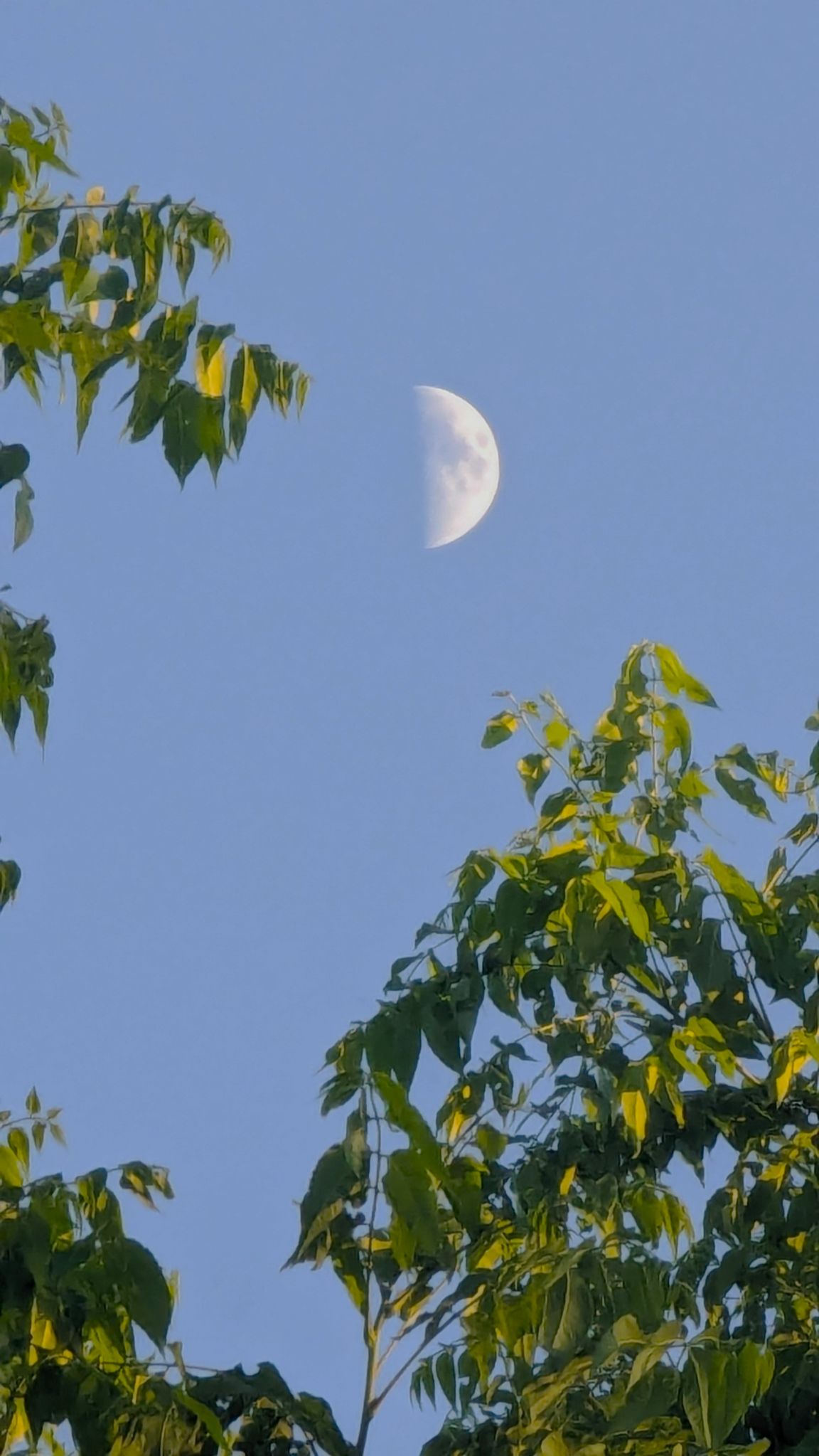 Community photo entitled Almost Half Moon in the Day Sky by Asha Prasad on 06/13/2024 at Minnesota,USA