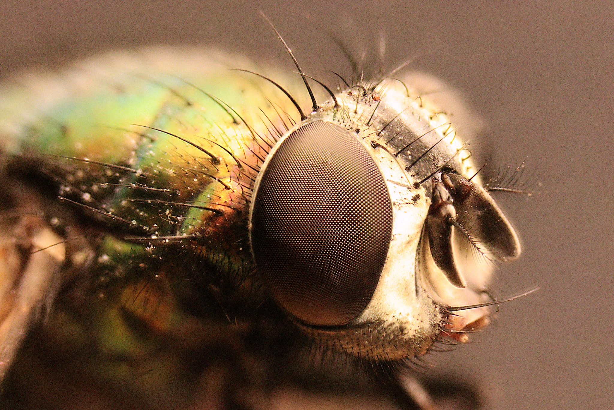 Community photo entitled Common house fly viewed through a microscope lens and DSLR by Randy Strauss on 06/09/2024 at My house in Nebraska