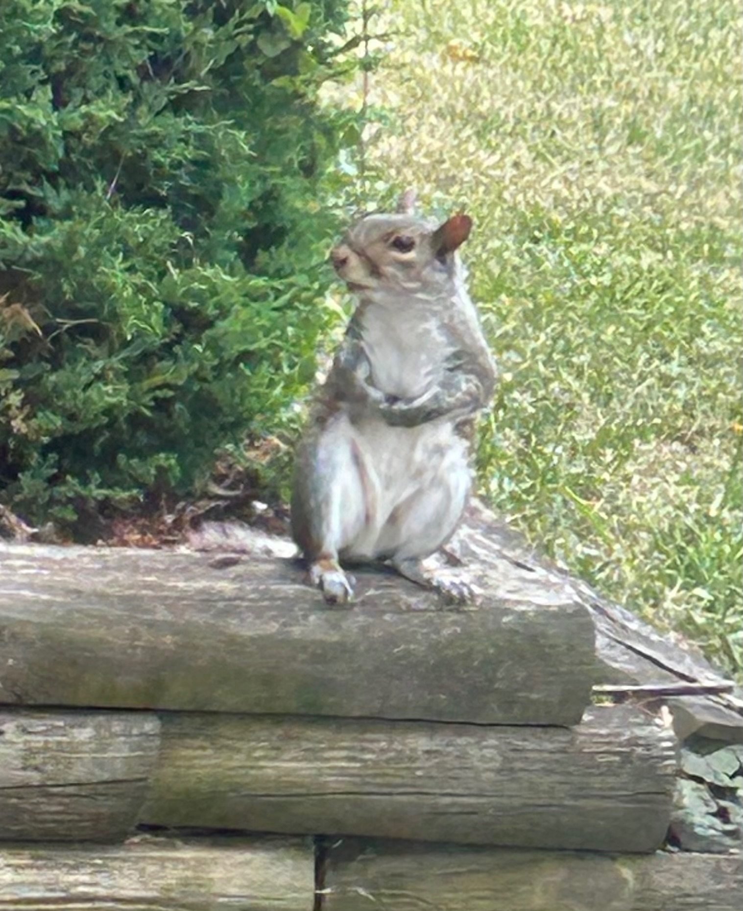 Community photo entitled Eastern Gray Squirrel by Joe Romano on 06/25/2024 at Greensburg, Pa / USA