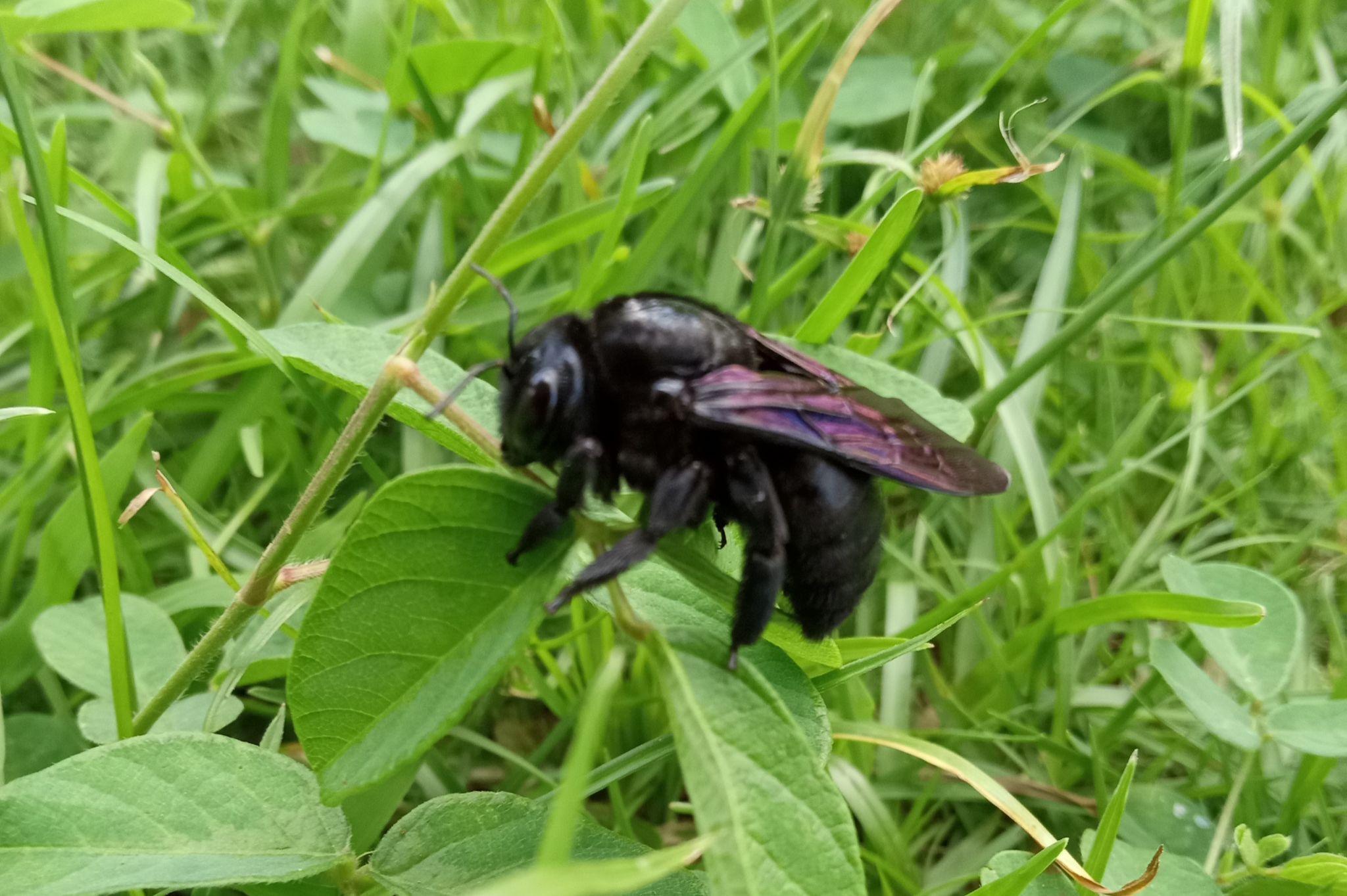 Community photo entitled Carpenter bee by Armando Caussade on 06/11/2024 at San Juan, Puerto Rico