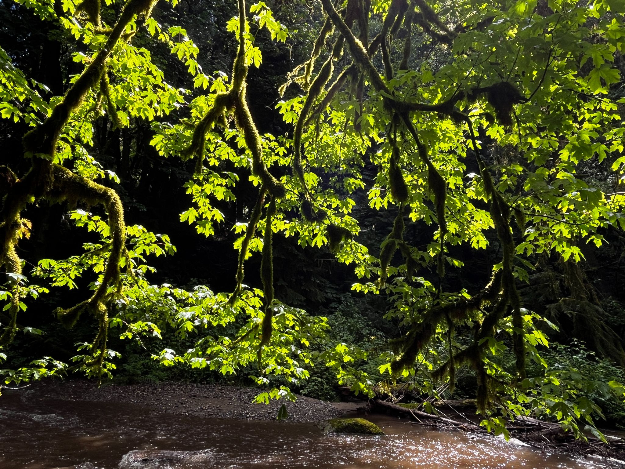 Community photo entitled Maples and Moss by Ron Kleinknecht on 06/29/2024 at Bellingham WA