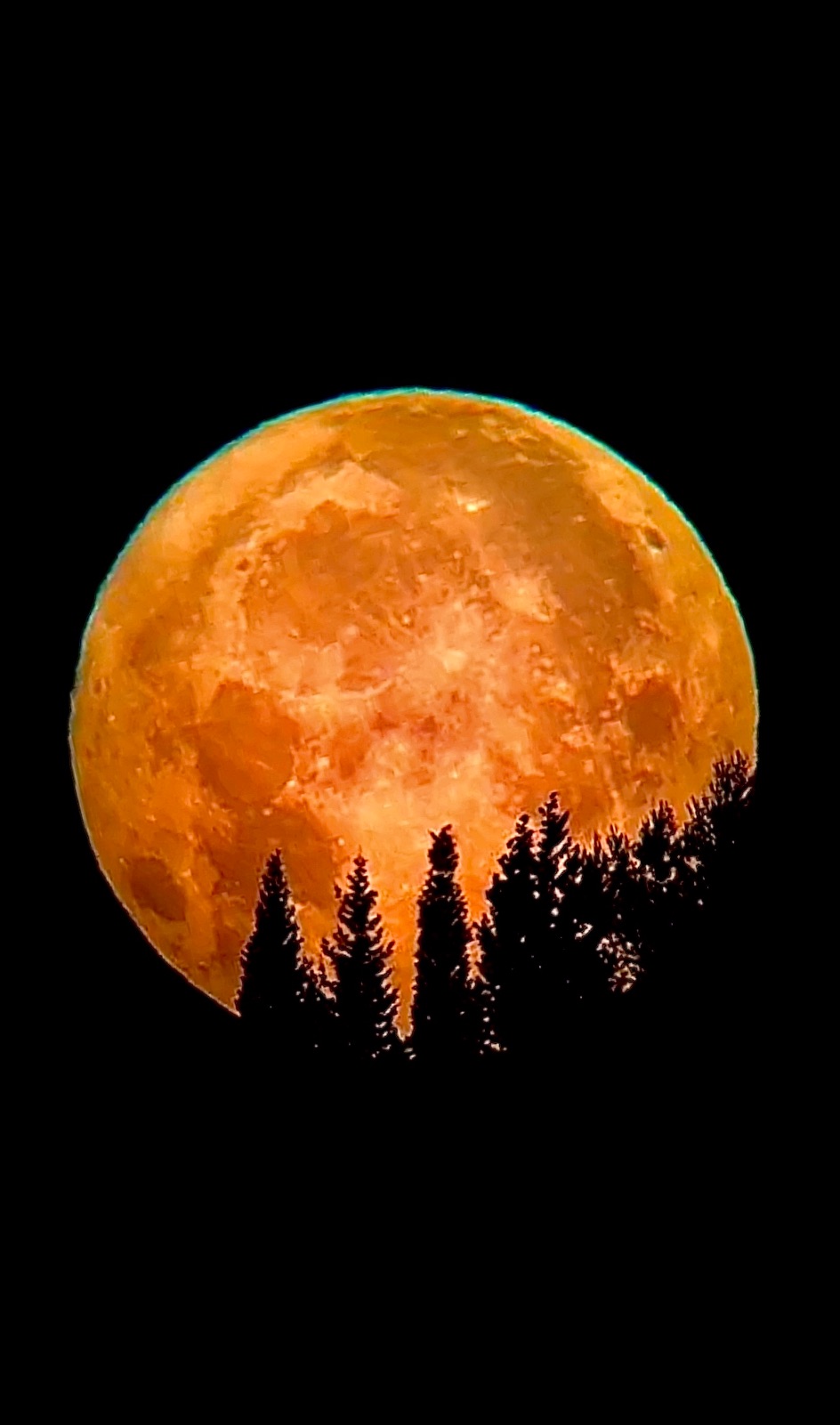 Community photo entitled The Strawberry Moon hugging the trees. by Muafak Bisher on 06/22/2024 at Majd el kurum, north Jerusalem