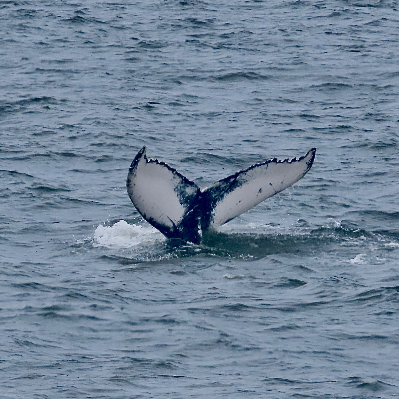 Community photo entitled The tale of a whale’s tail by Lisa Ann Fanning on 06/02/2024 at Highlands, NJ