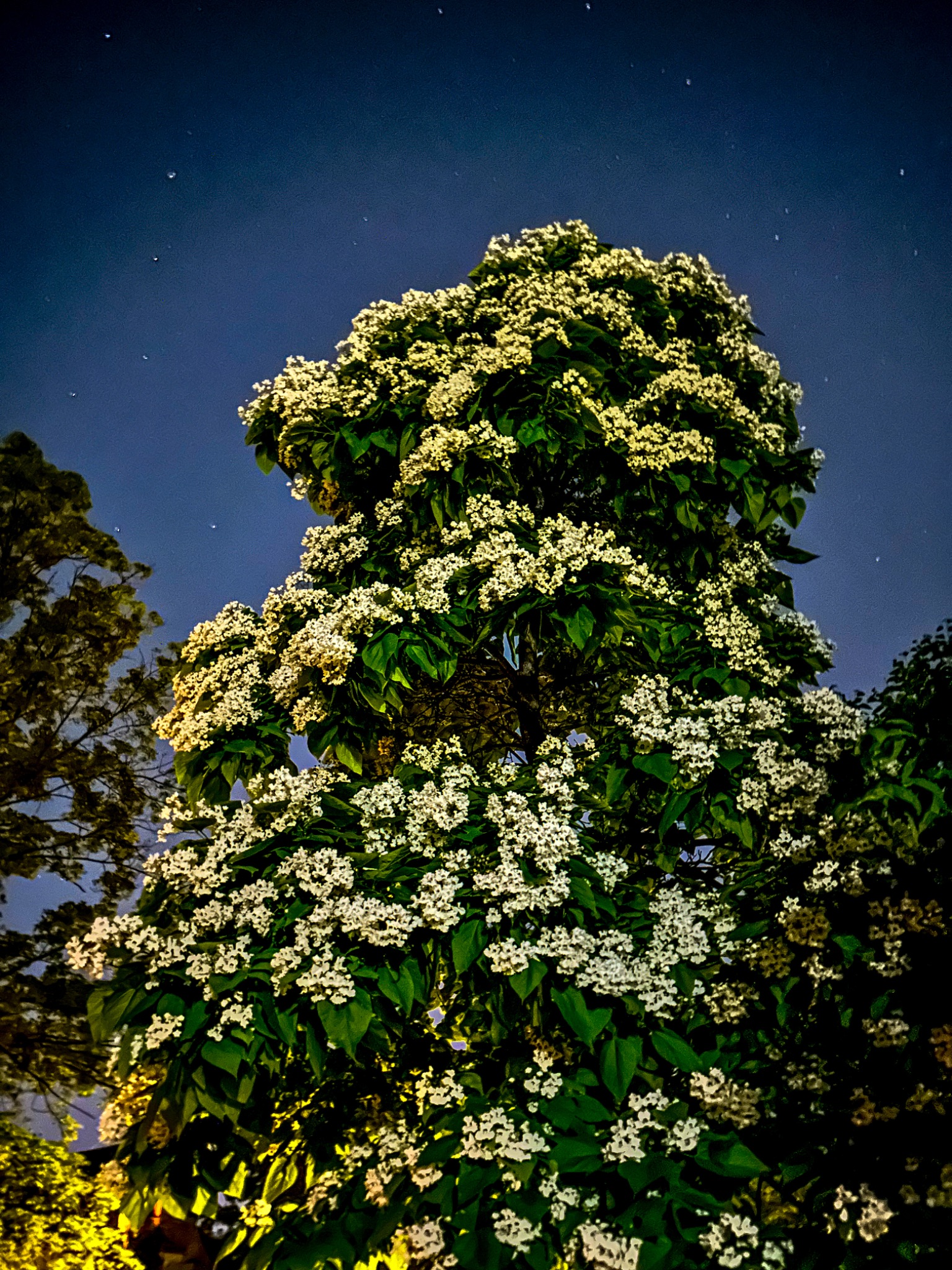 Community photo entitled Catalpa Urban Skyscape by Jackie Wildstar on 06/11/2024 at Minneapolis, Minnesota, USA