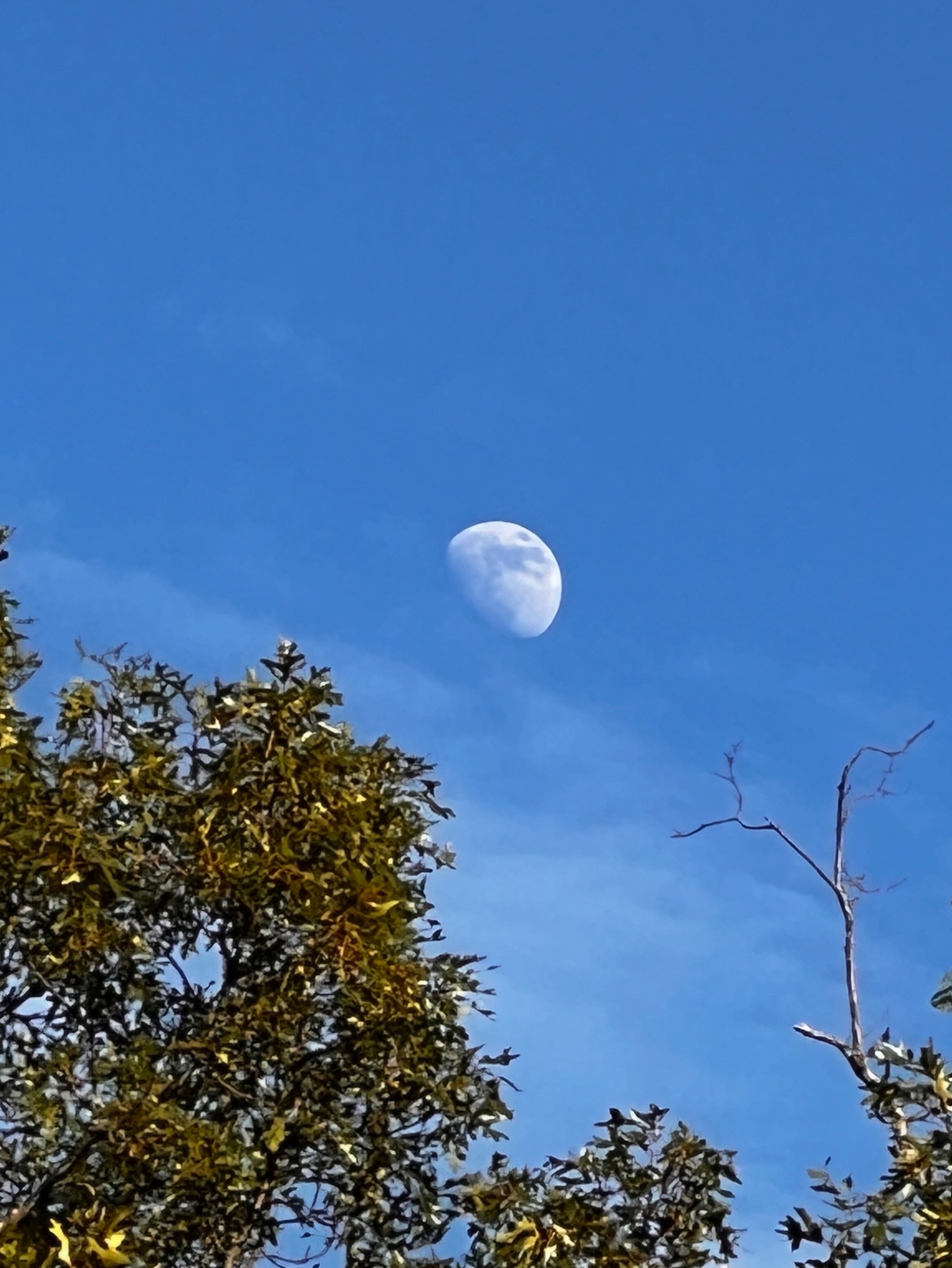 Community photo entitled Daytime Moon by Sudhir Sharma on 06/16/2024 at Stormville, NY