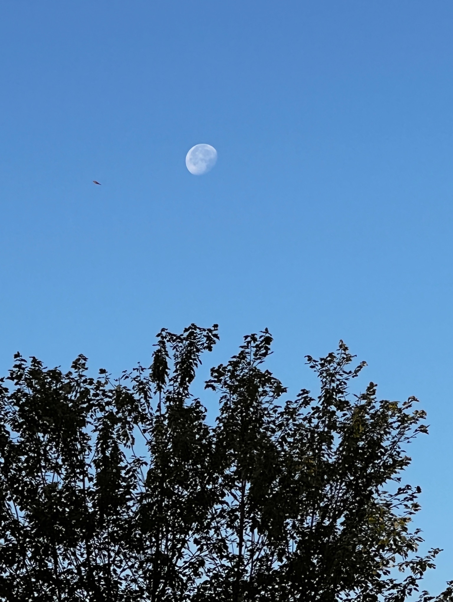 Community photo entitled Daytime Moon by Sudhir Sharma on 06/25/2024 at Stormville, NY