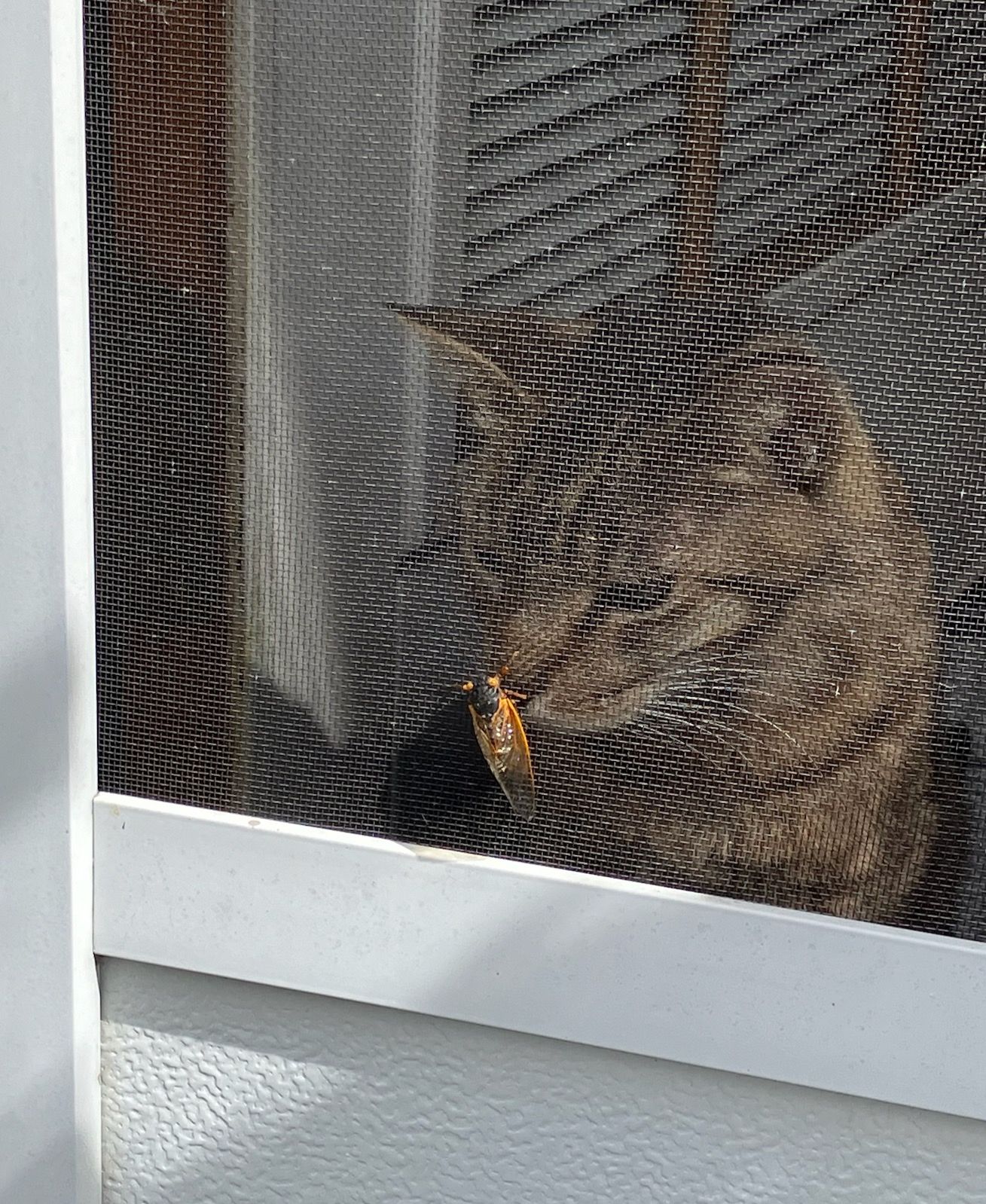 Community photo entitled Cat and Cicada by Patrick McDowell on 05/31/2024 at Elmhurst. Il