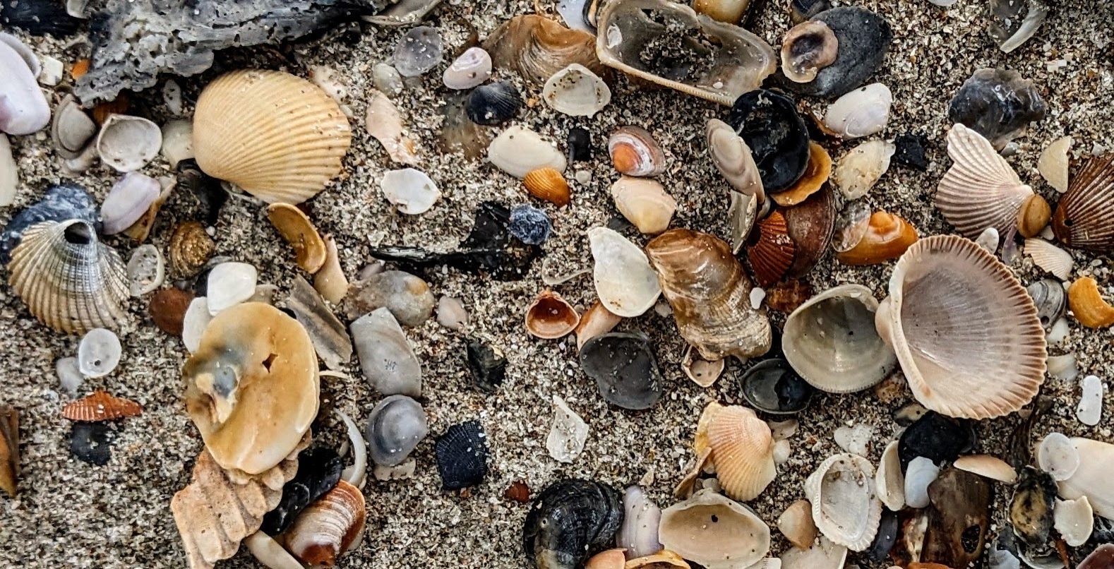 Community photo entitled Seashells by the seashore. by Steve Price on 06/14/2024 at Holden Beach, NC USA
