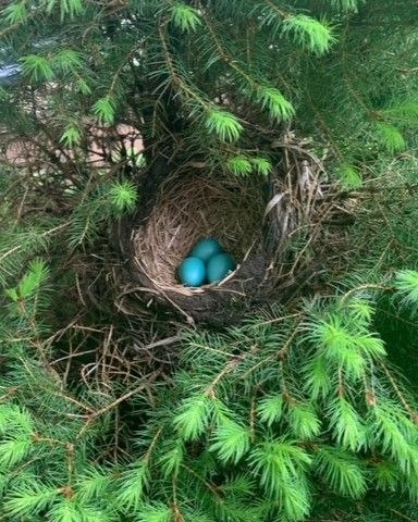 Community photo entitled Robin's nest by Barbara Kleb on 05/29/2024 at Dwarf pine, in front of home, Thomaston CT