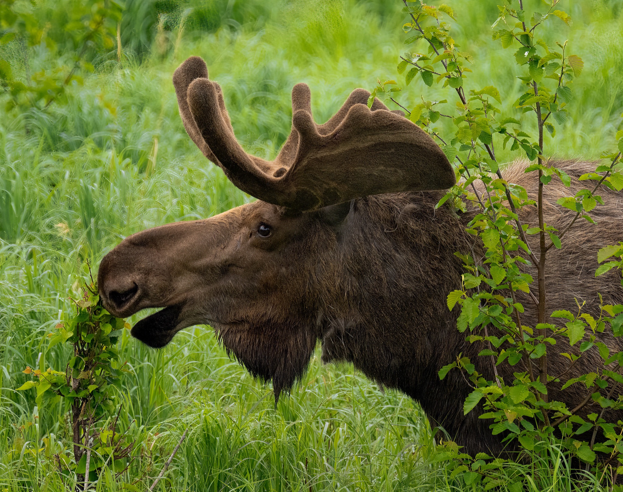Community photo entitled Morning snack for a bull Moose by Eliot Herman on 06/14/2024 at Potter's Marsh in Anchorage Alaska