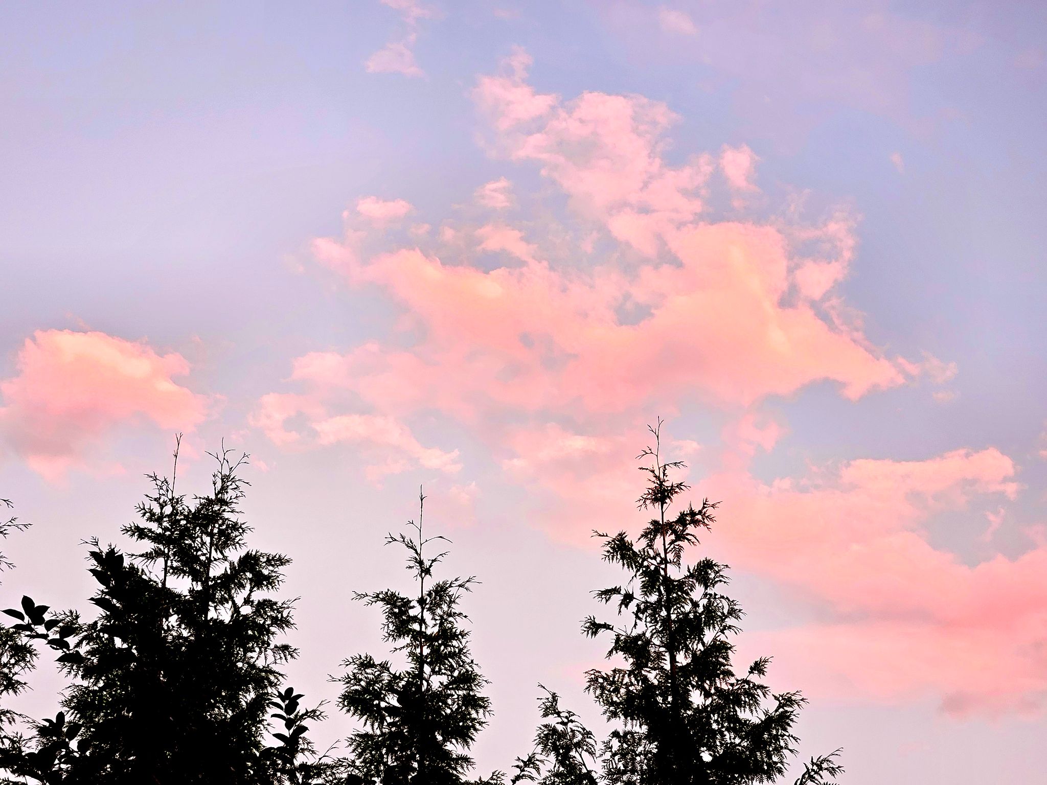 Community photo entitled Pretty in pink by C. Gentile on 07/07/2024 at Florham Park, NJ USA