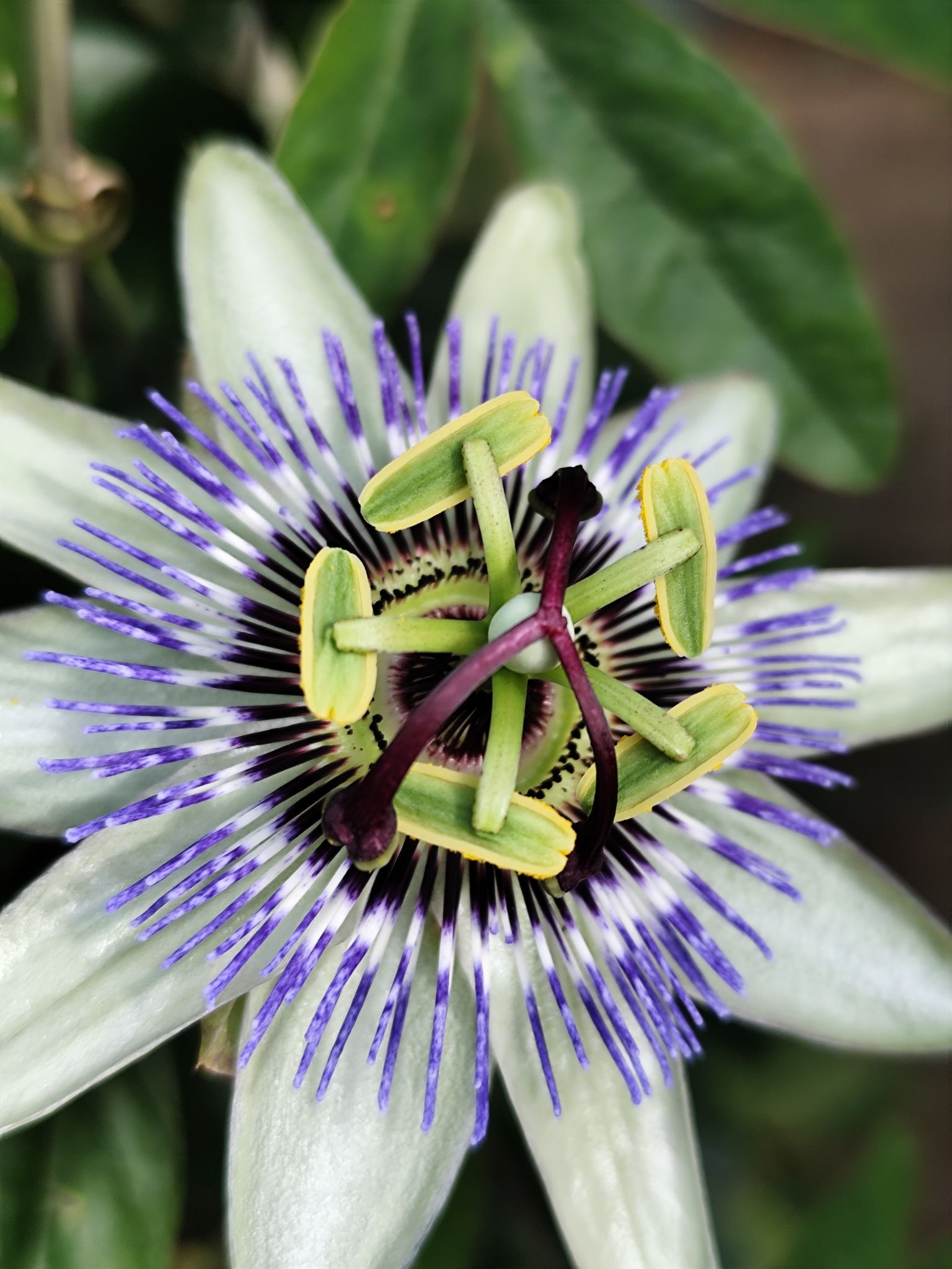 Community photo entitled Passion Flower by PamelaJayne Smith on 07/15/2024 at France