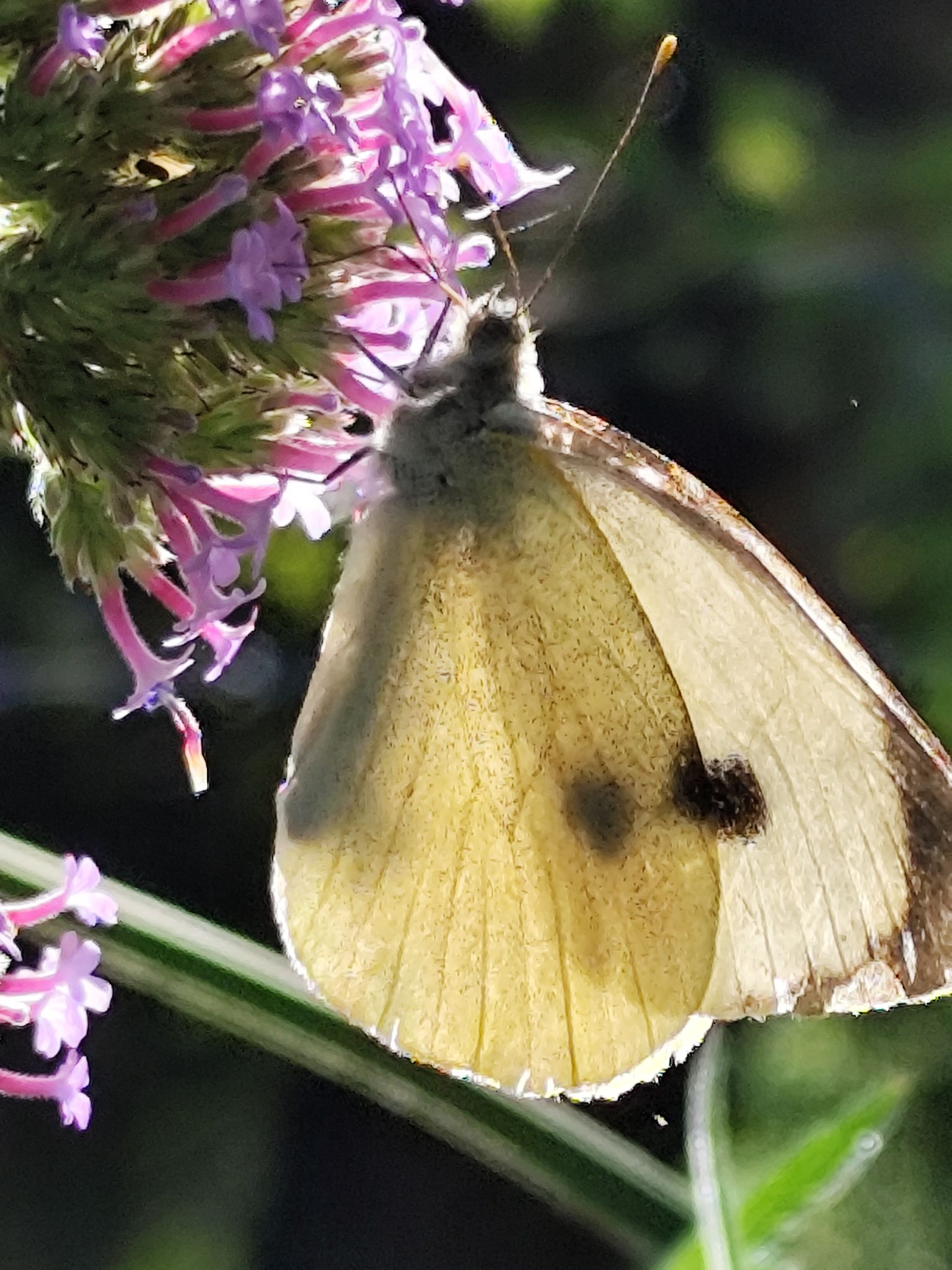 Community photo entitled Butterfly on Purple Top Vervaine by PamelaJayne Smith on 07/17/2024 at France