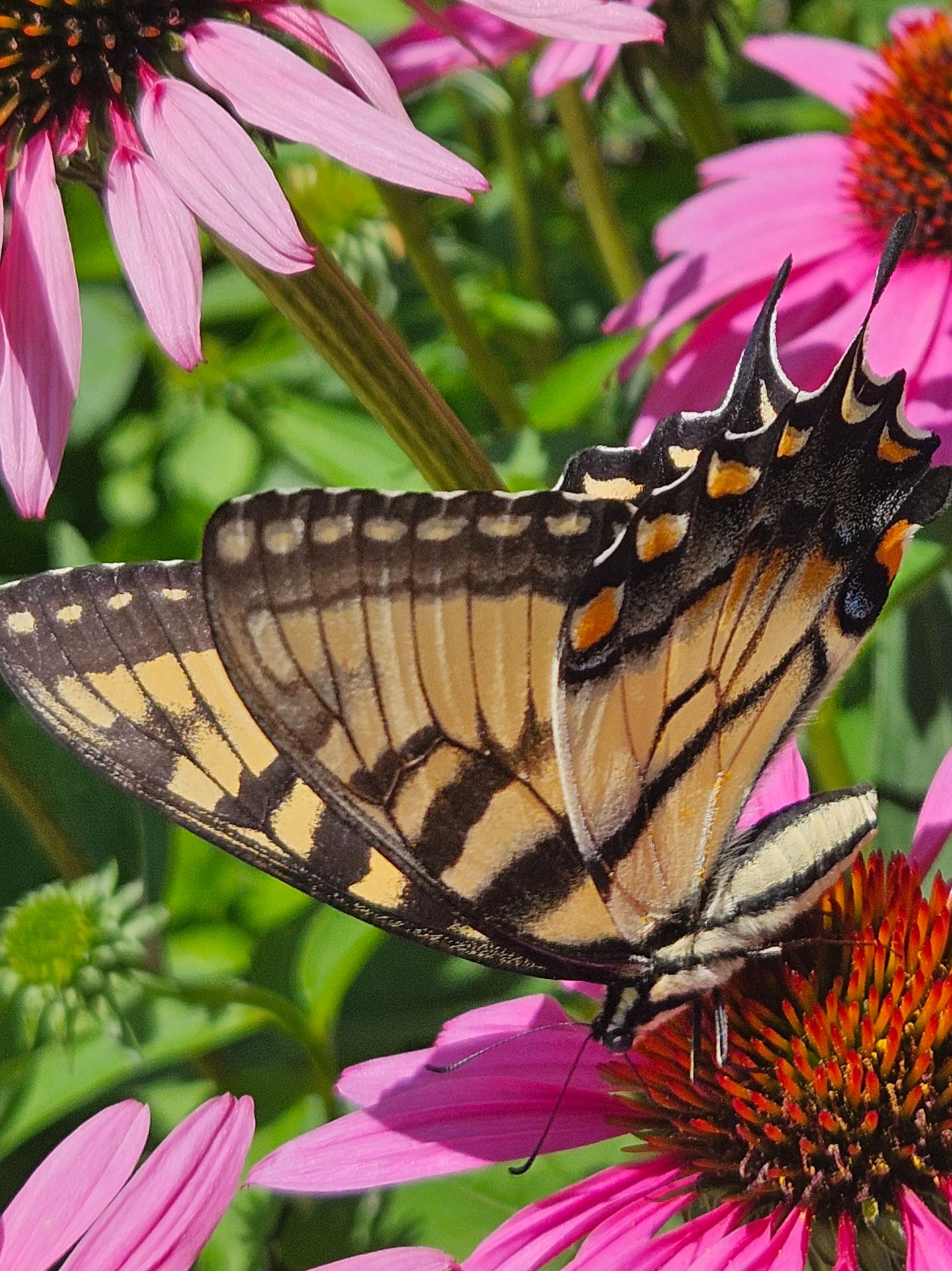 Community photo entitled Butterfly Beauty by Lisa Durick on 07/17/2024 at Grand Forks, North Dakota USA