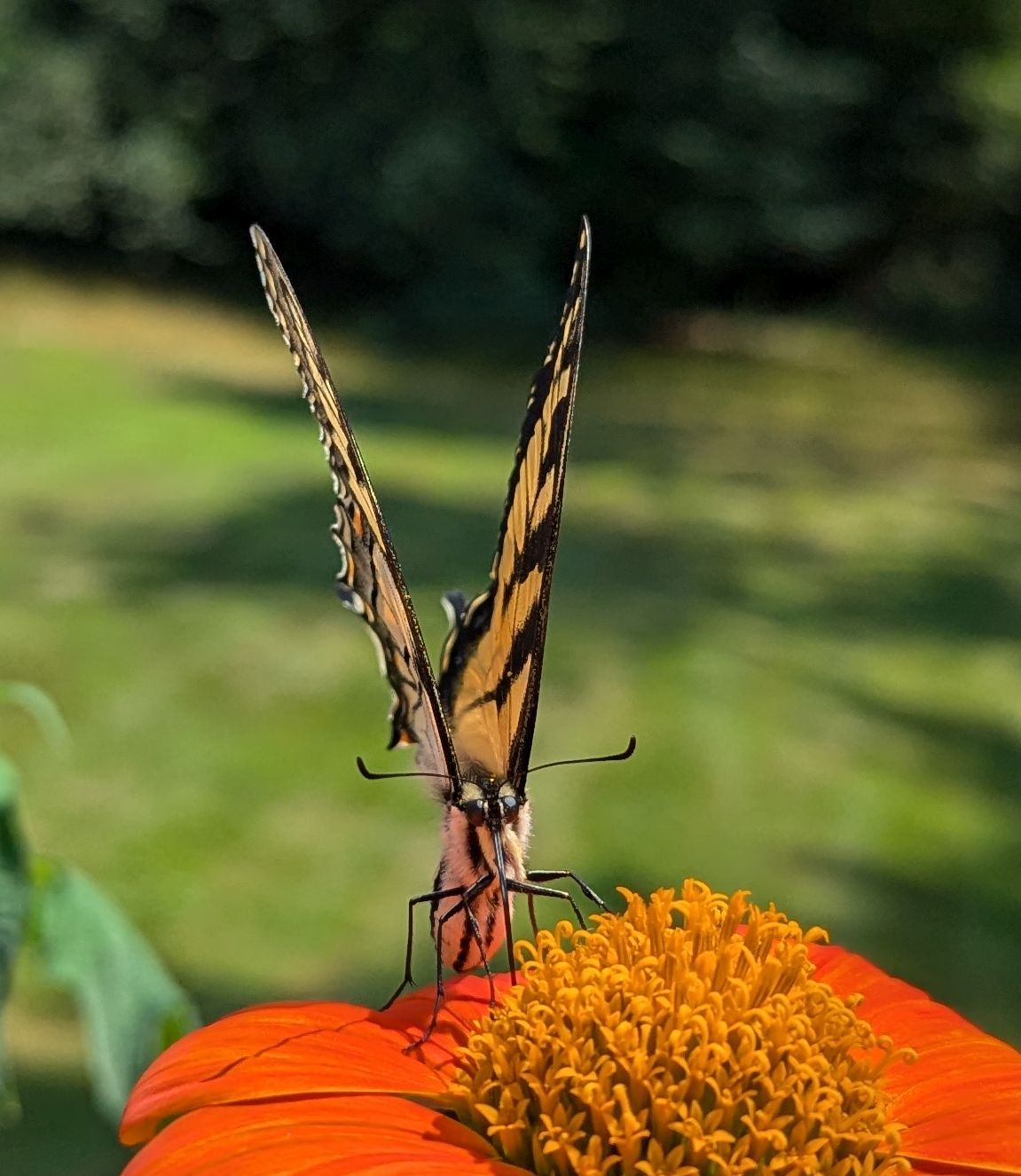 Community photo entitled Swallowtail on Mexican sunflower by Louise Schimmel on 07/14/2024 at Leicester, Vermont